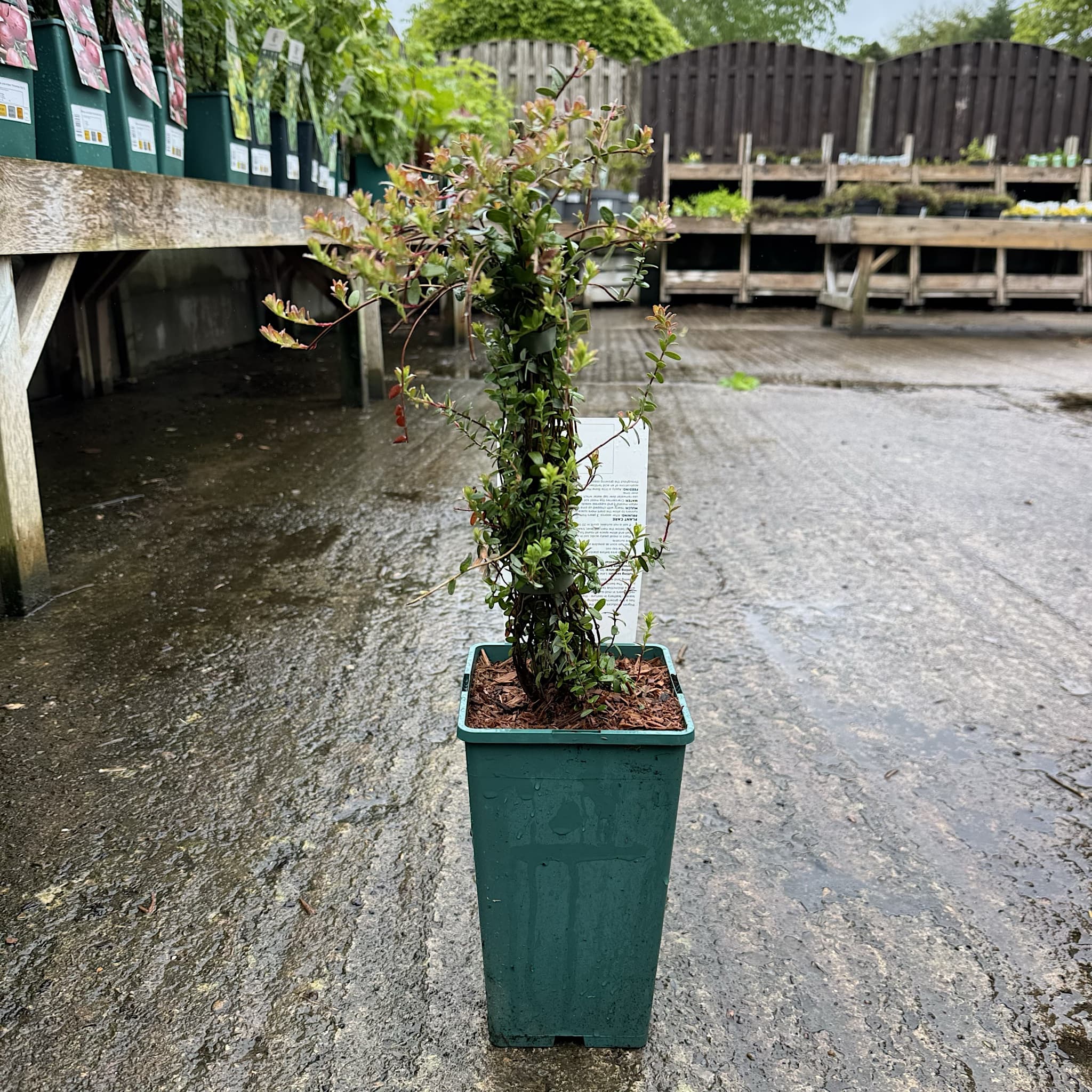 Vaccinium mácr. 'Pilgrim'