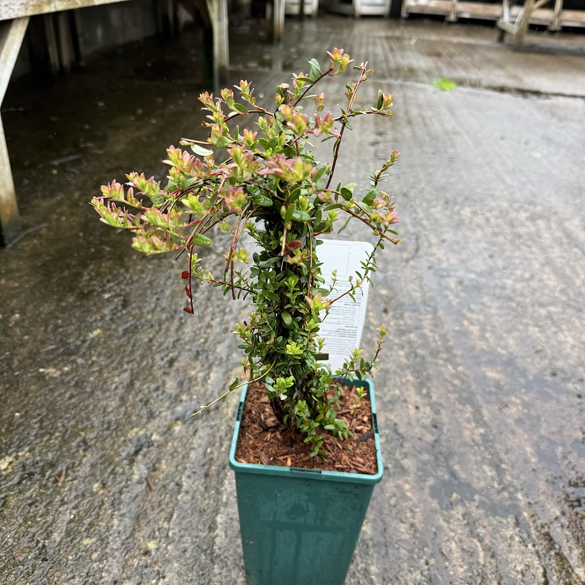 Vaccinium mácr. 'Pilgrim'