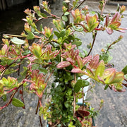 Vaccinium mácr. 'Pilgrim'