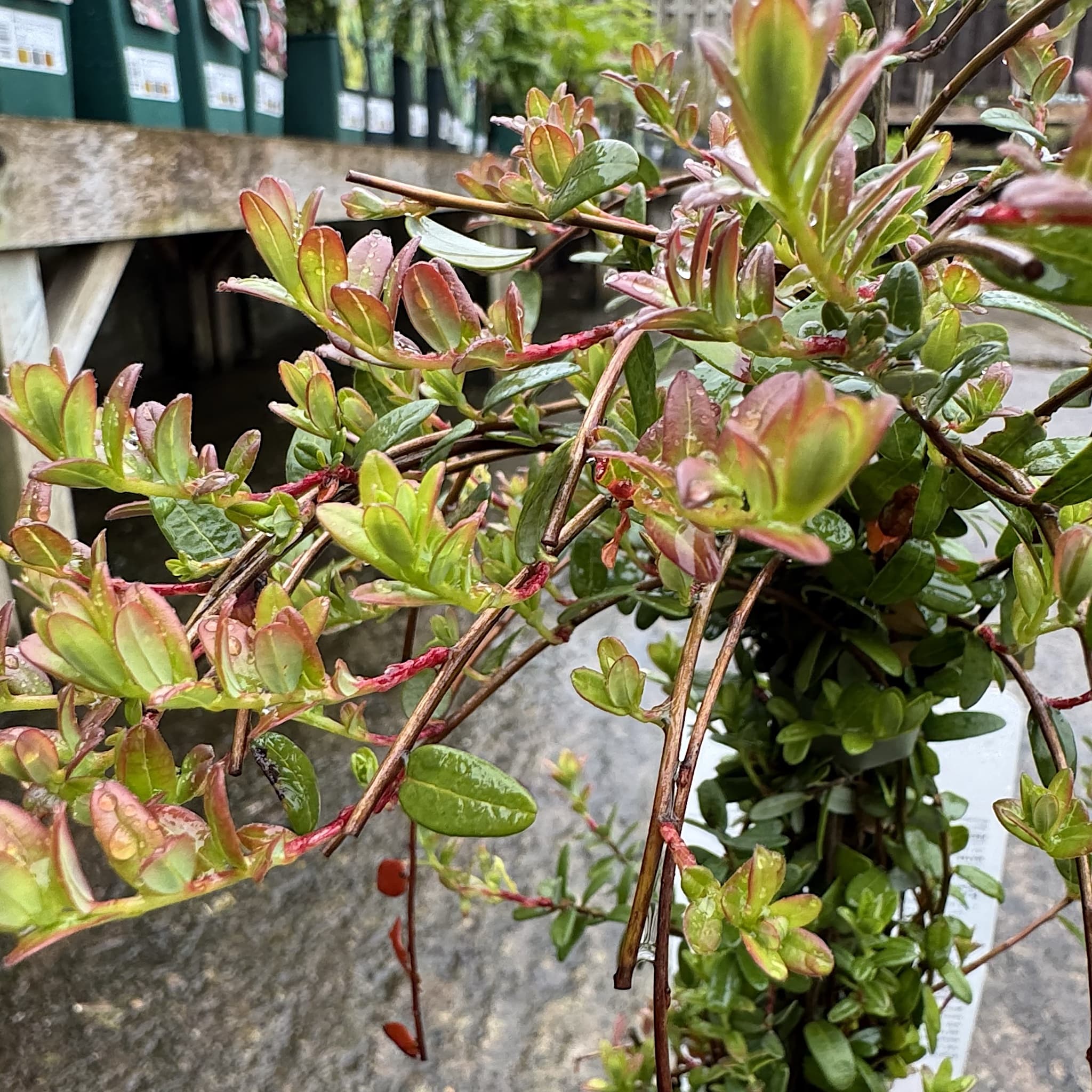 Vaccinium mácr. 'Pilgrim'