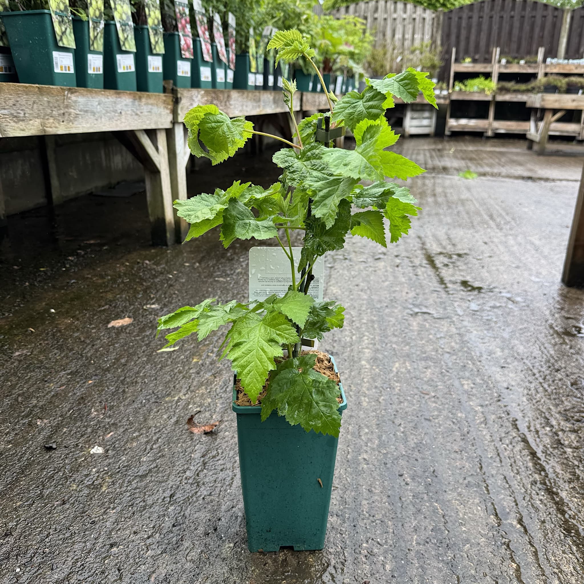 Rubus fruticosus 'Waldo'