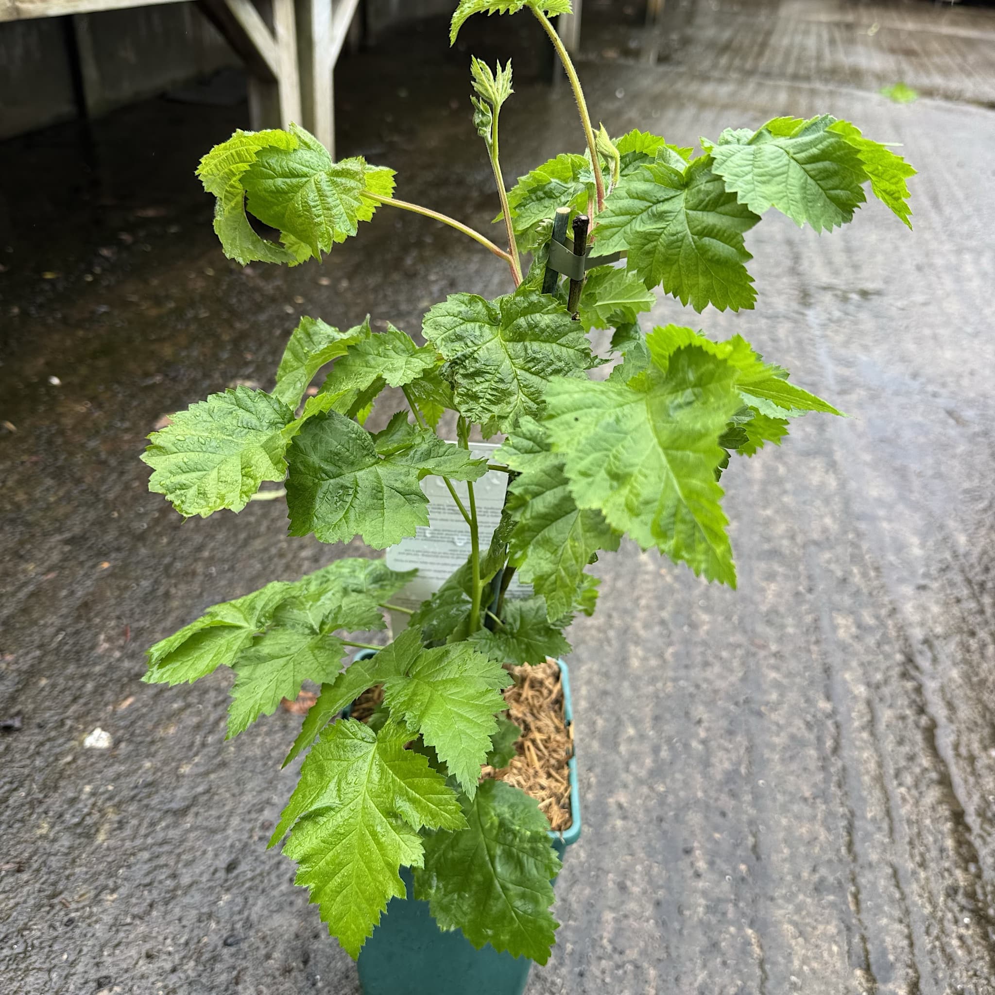 Rubus fruticosus 'Waldo'