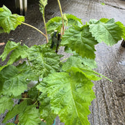 Rubus fruticosus 'Waldo'