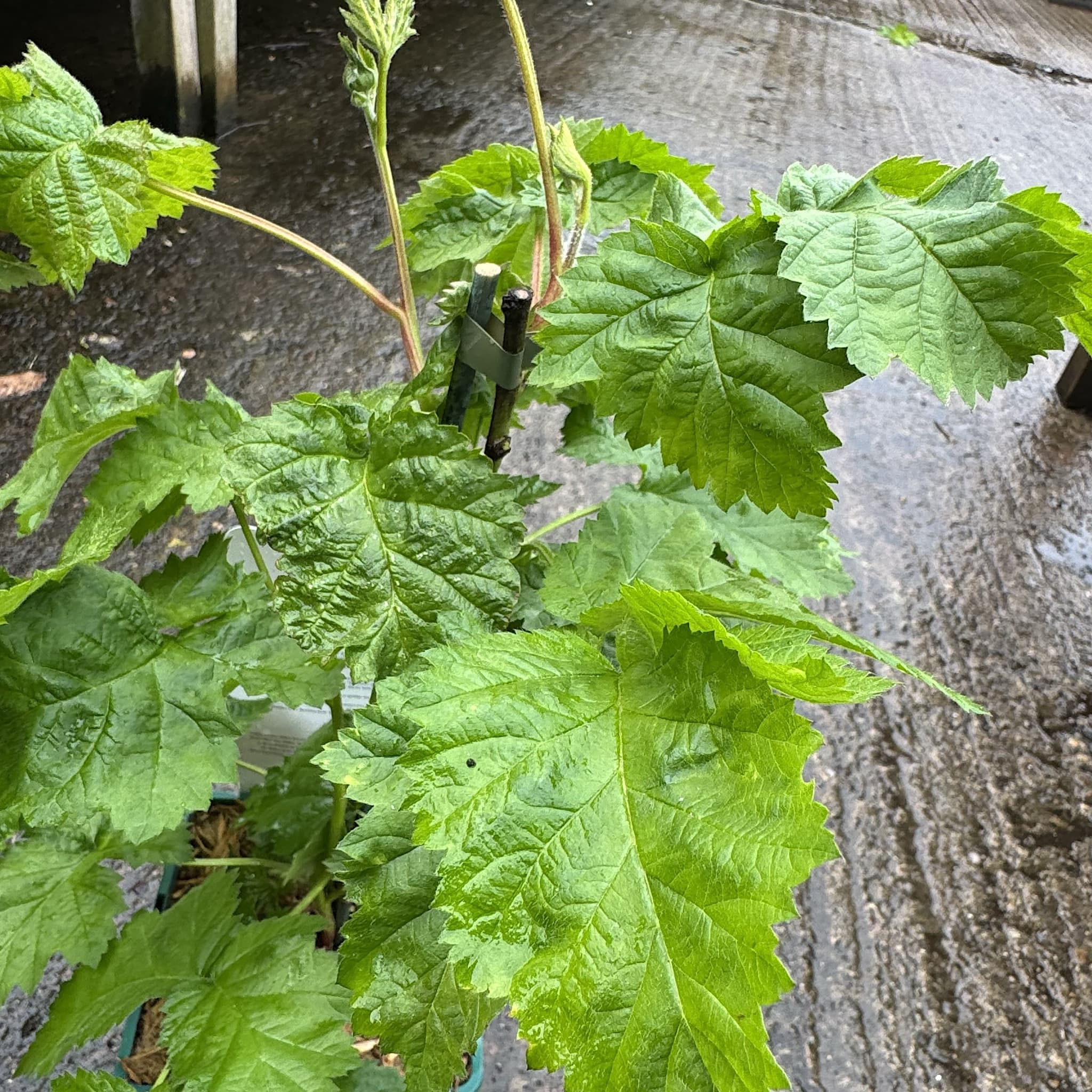 Rubus fruticosus 'Waldo'