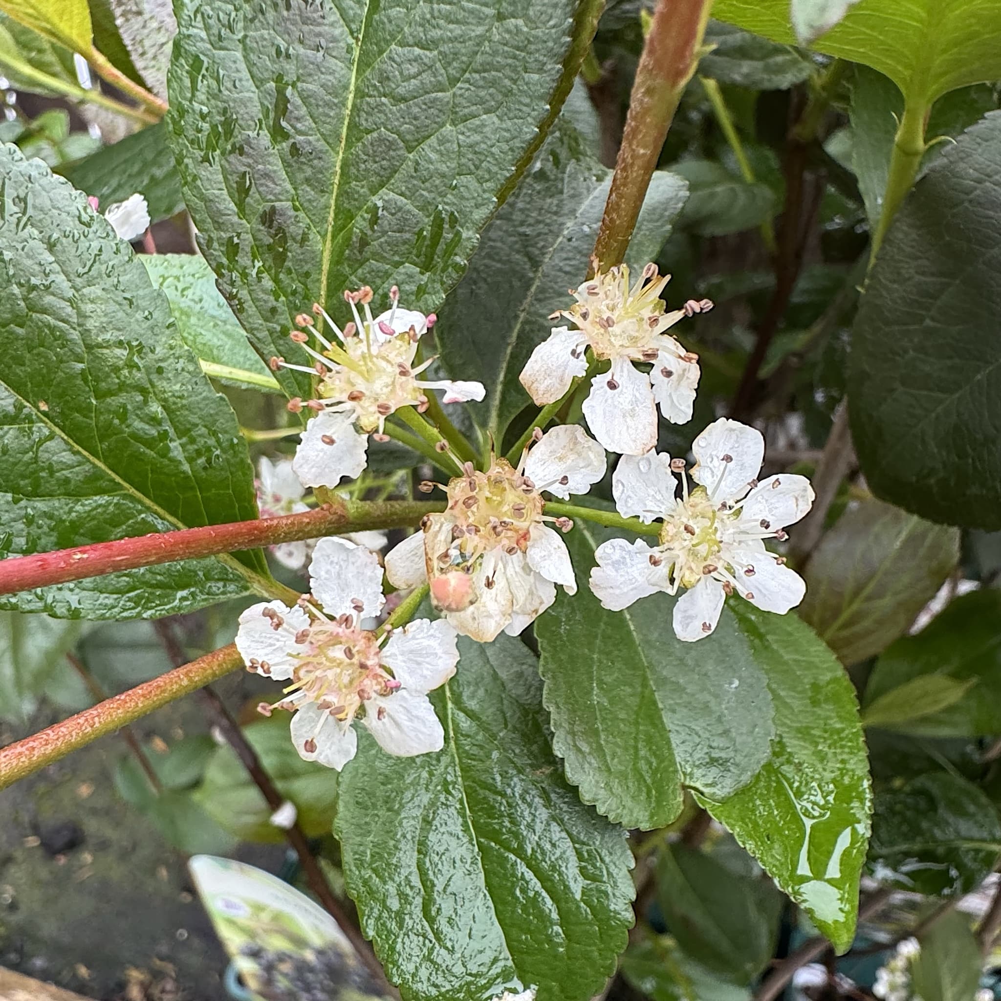 Aronia melanocarpa 'Lowberry Little Helpers'