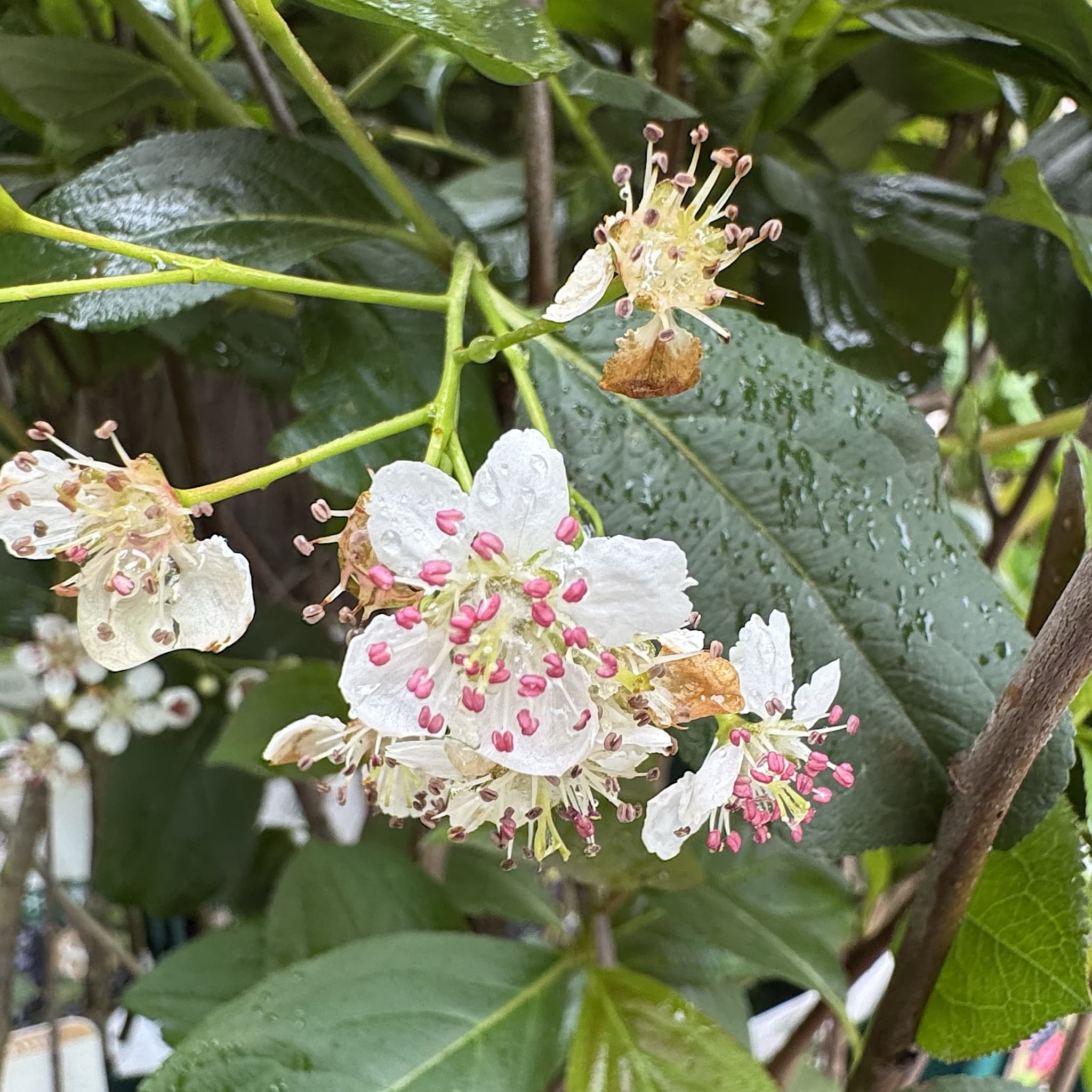 Aronia melanocarpa 'Lowberry Little Helpers'