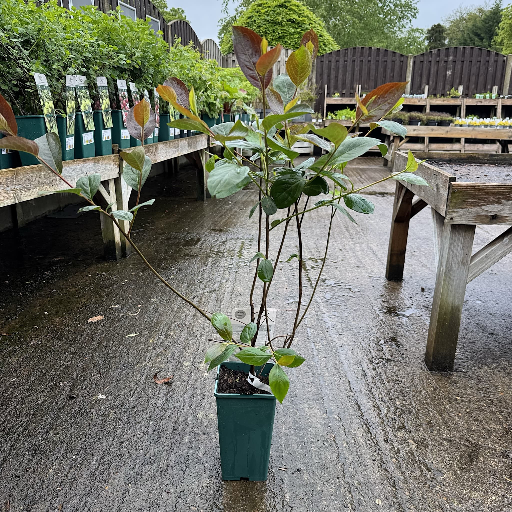 Aronia melanocarpa 'Lowberry Little Helpers'
