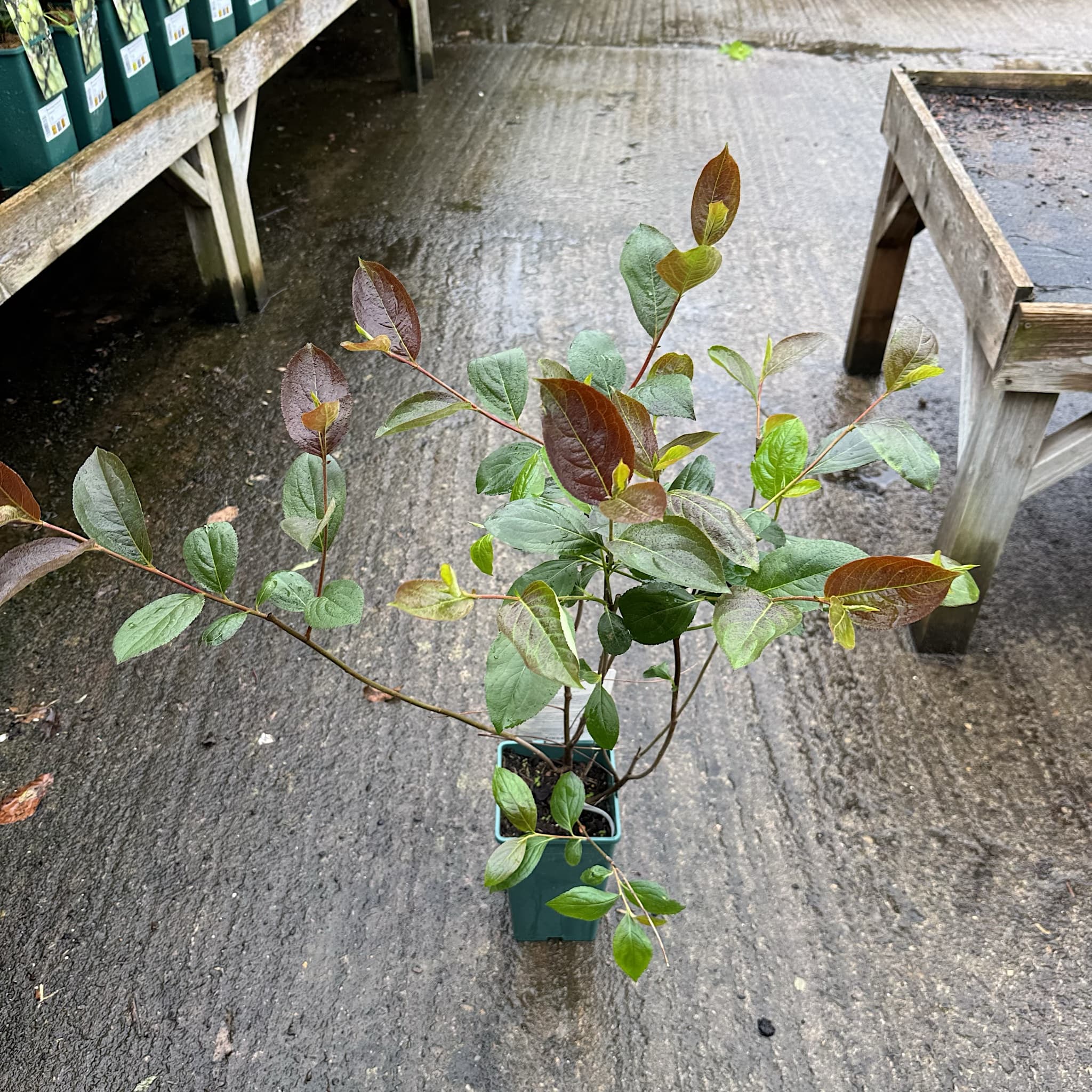 Aronia melanocarpa 'Lowberry Little Helpers'