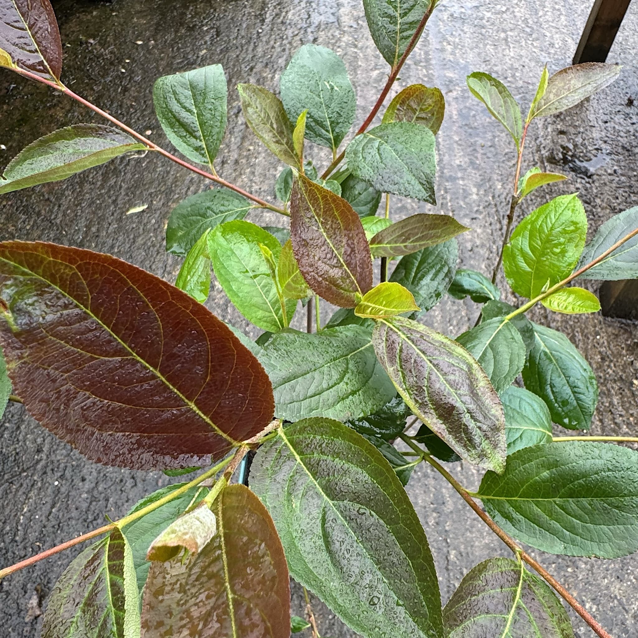 Aronia melanocarpa 'Lowberry Little Helpers'