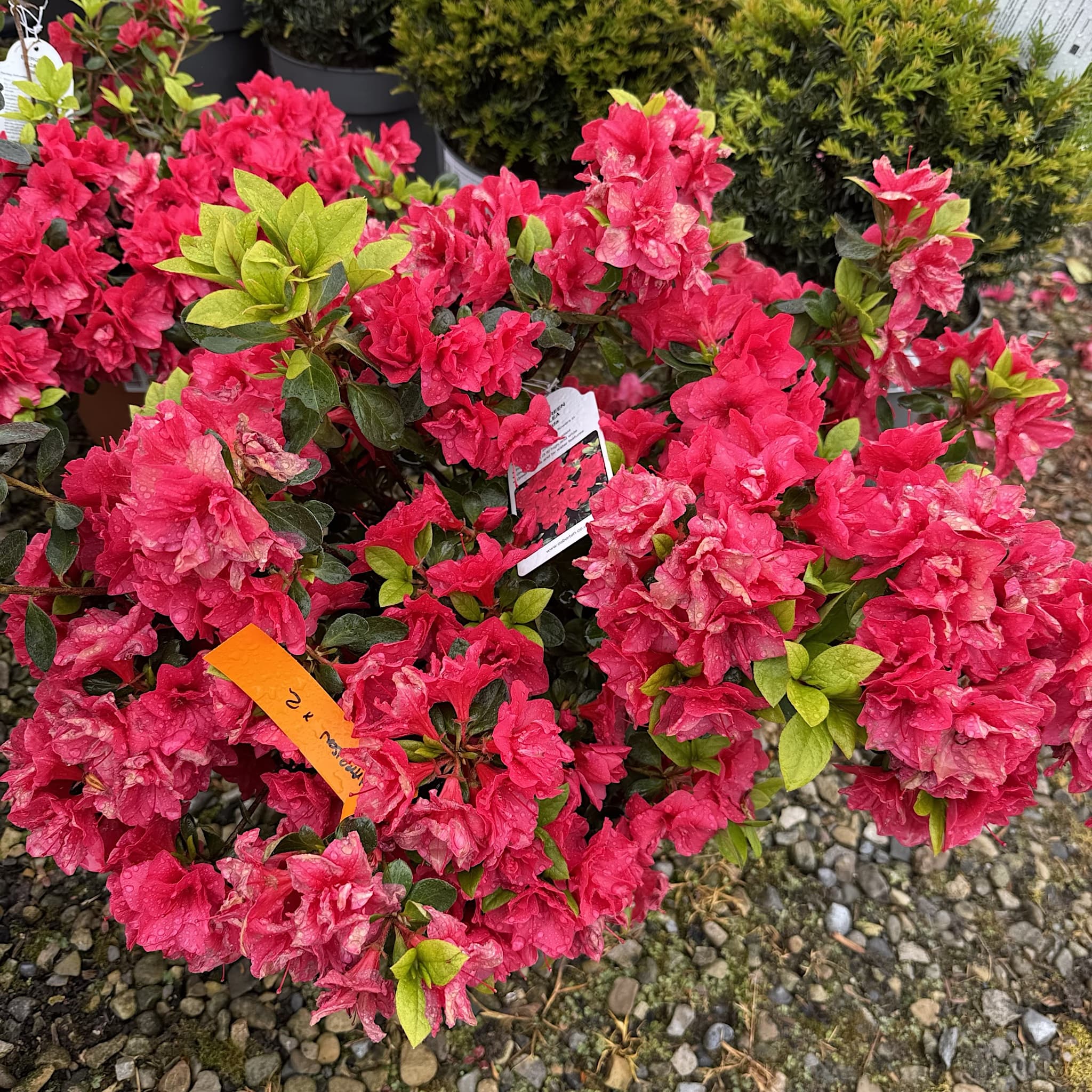 Azalea 'Florida'