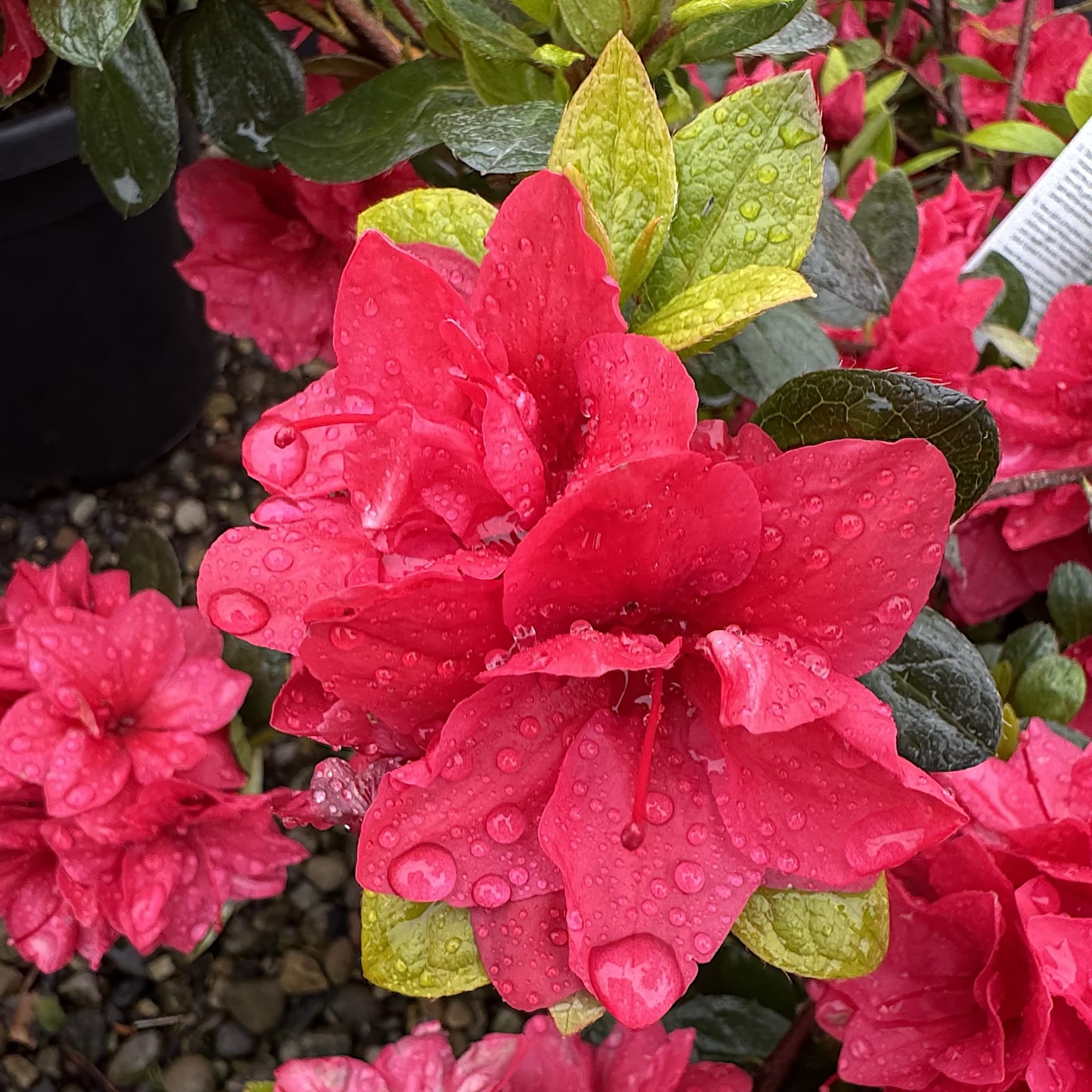 Azalea 'Florida'