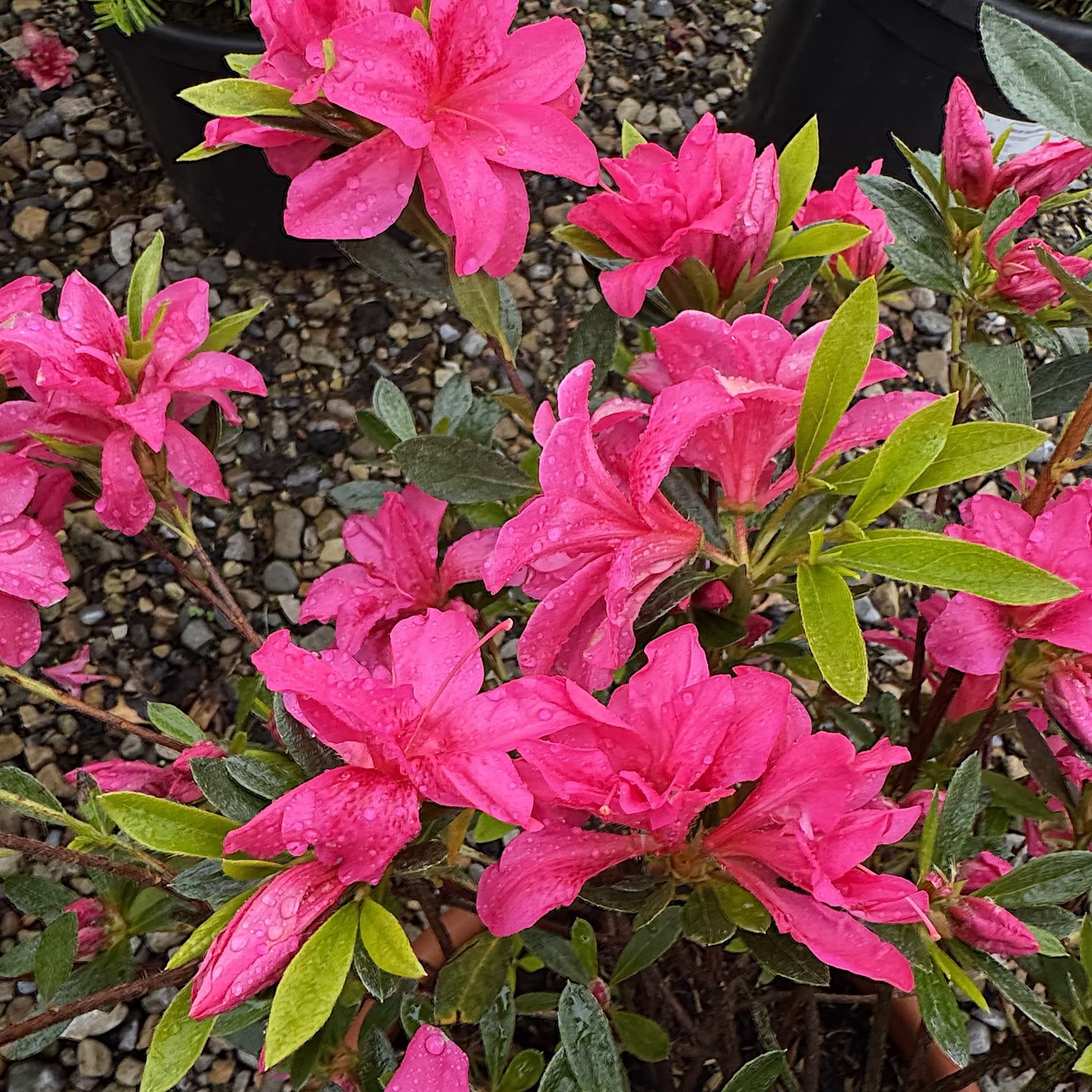 Azalea japonica 'Rosa'