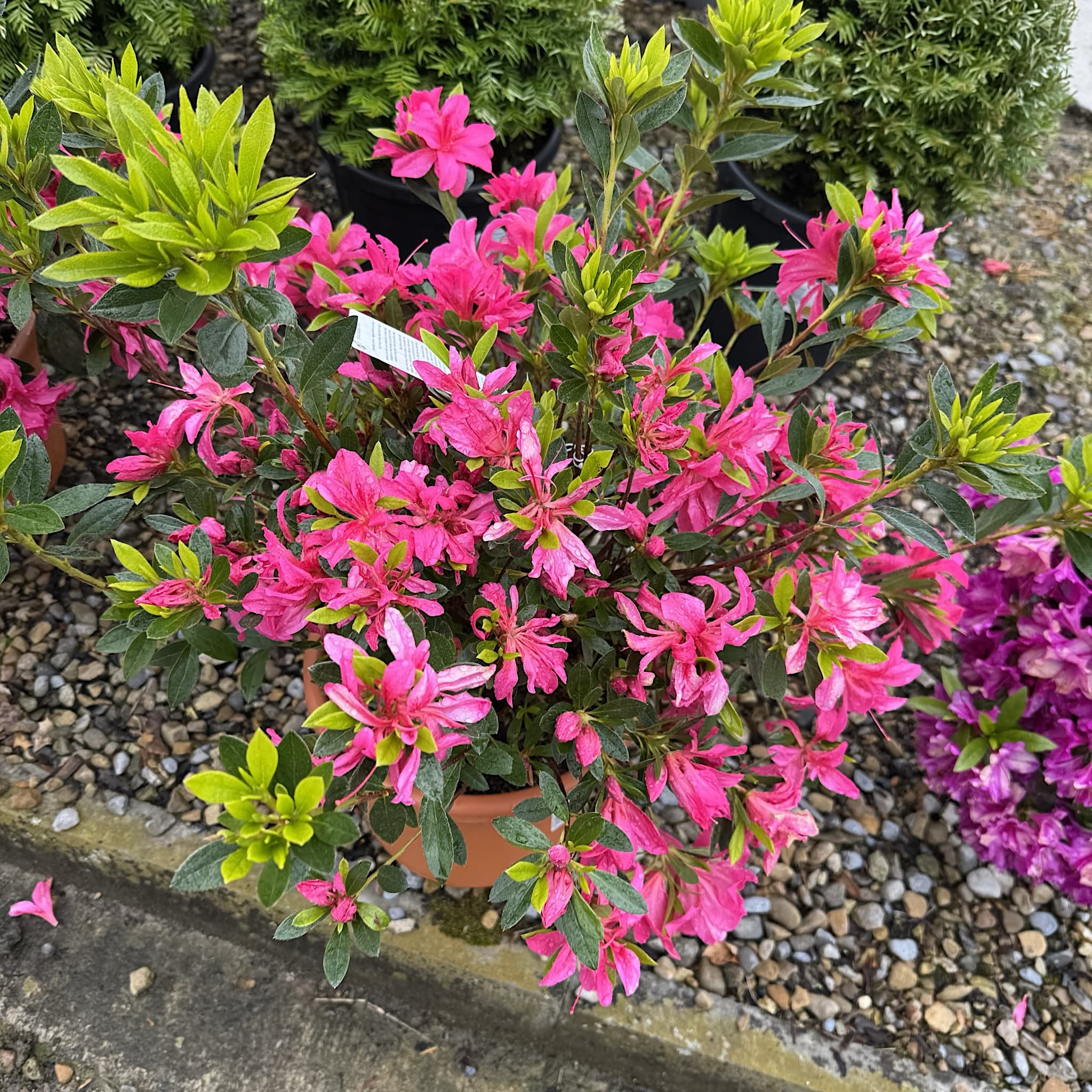 Azalea japonica 'Rosa'
