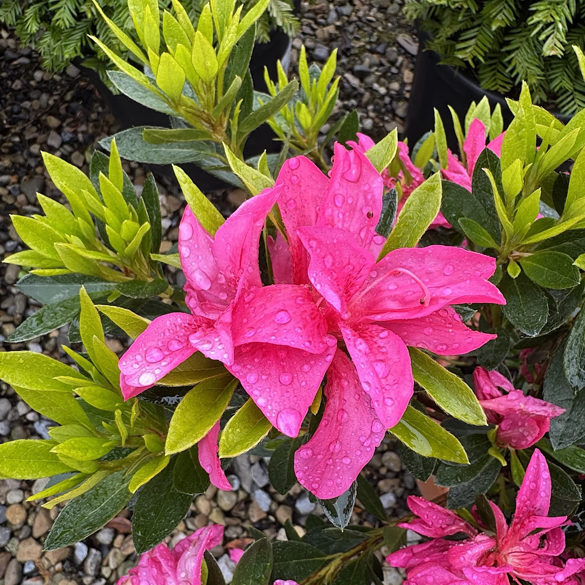 Azalea japonica 'Rosa'
