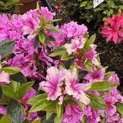 Azalea 'Herbert'