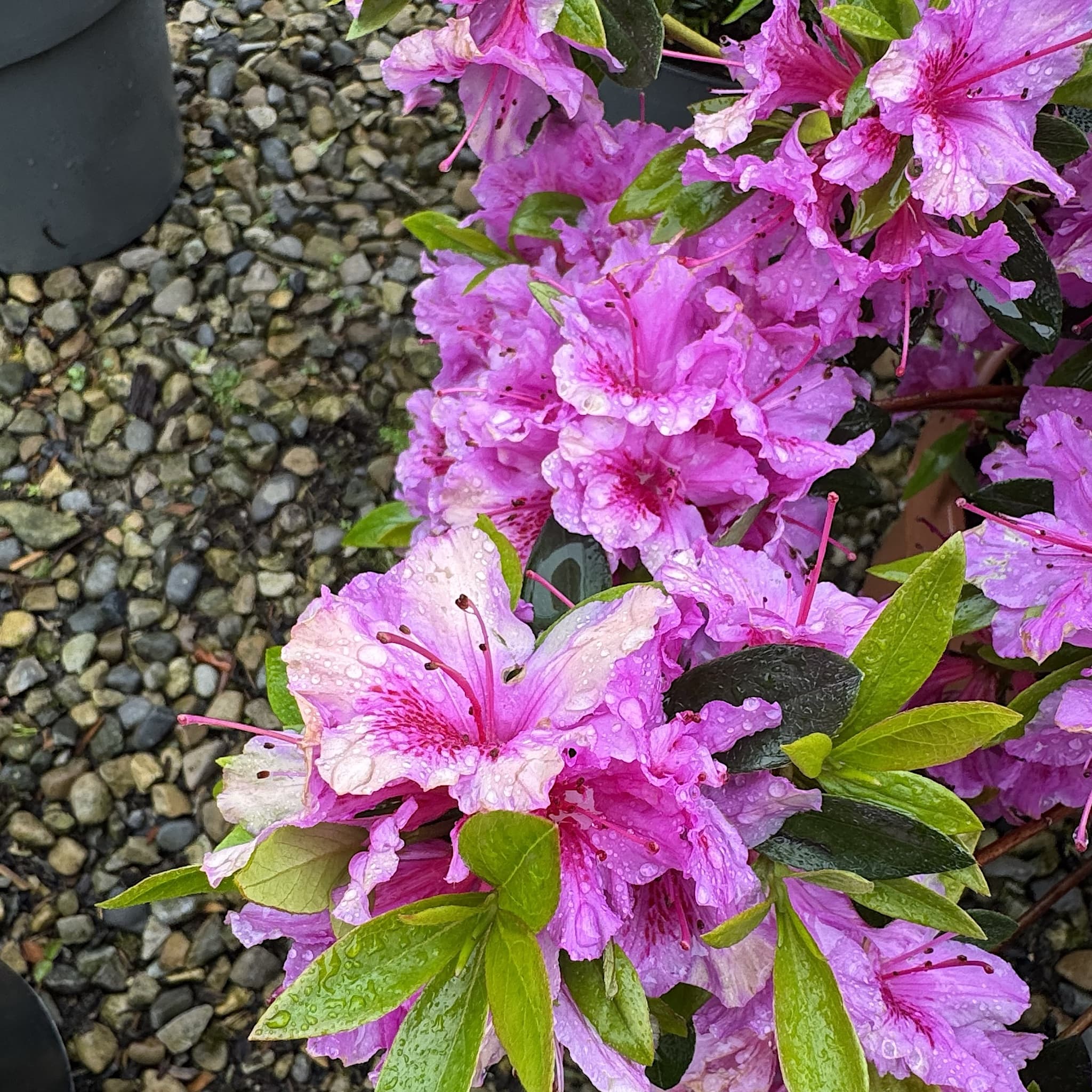 Azalea 'Herbert'