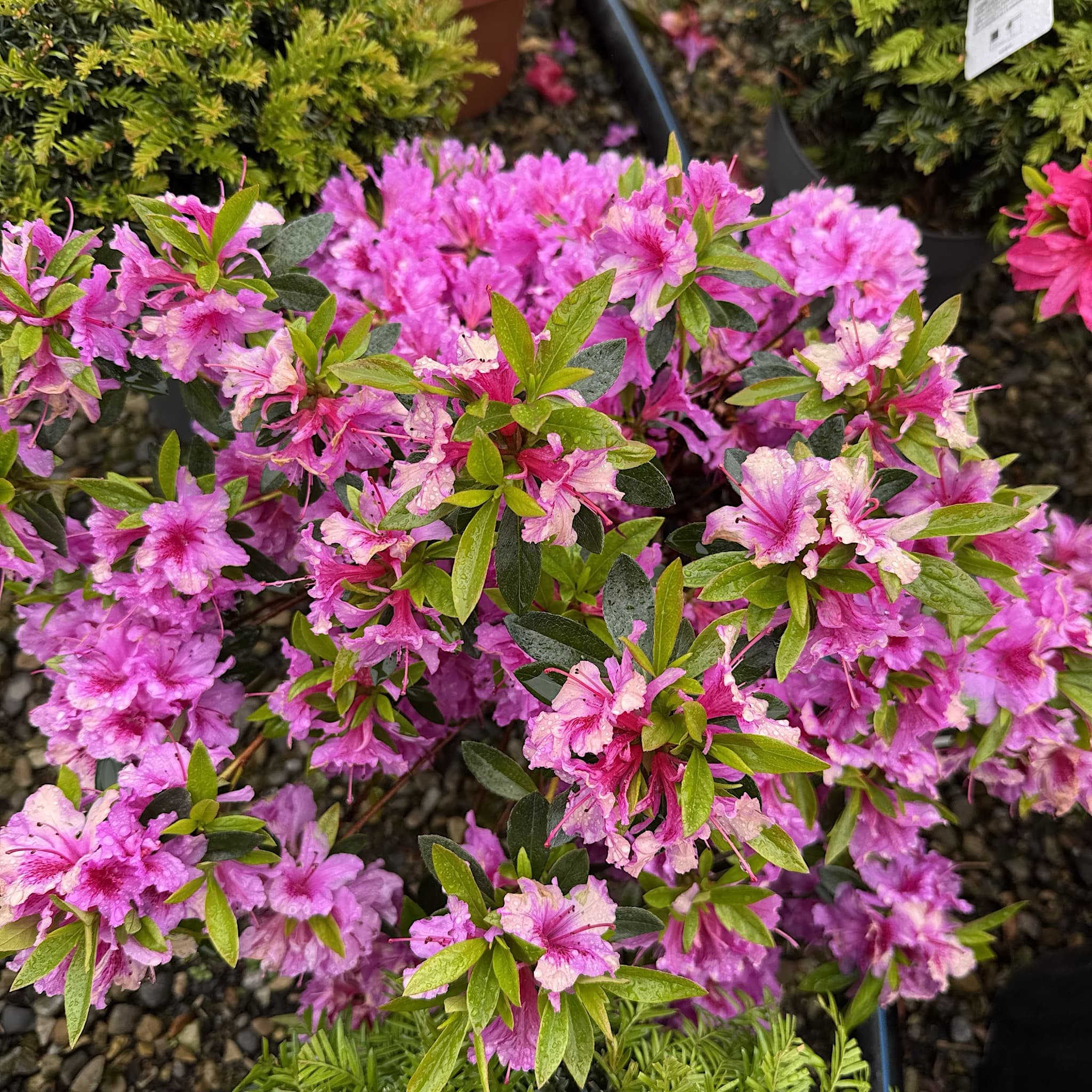 Azalea 'Herbert'