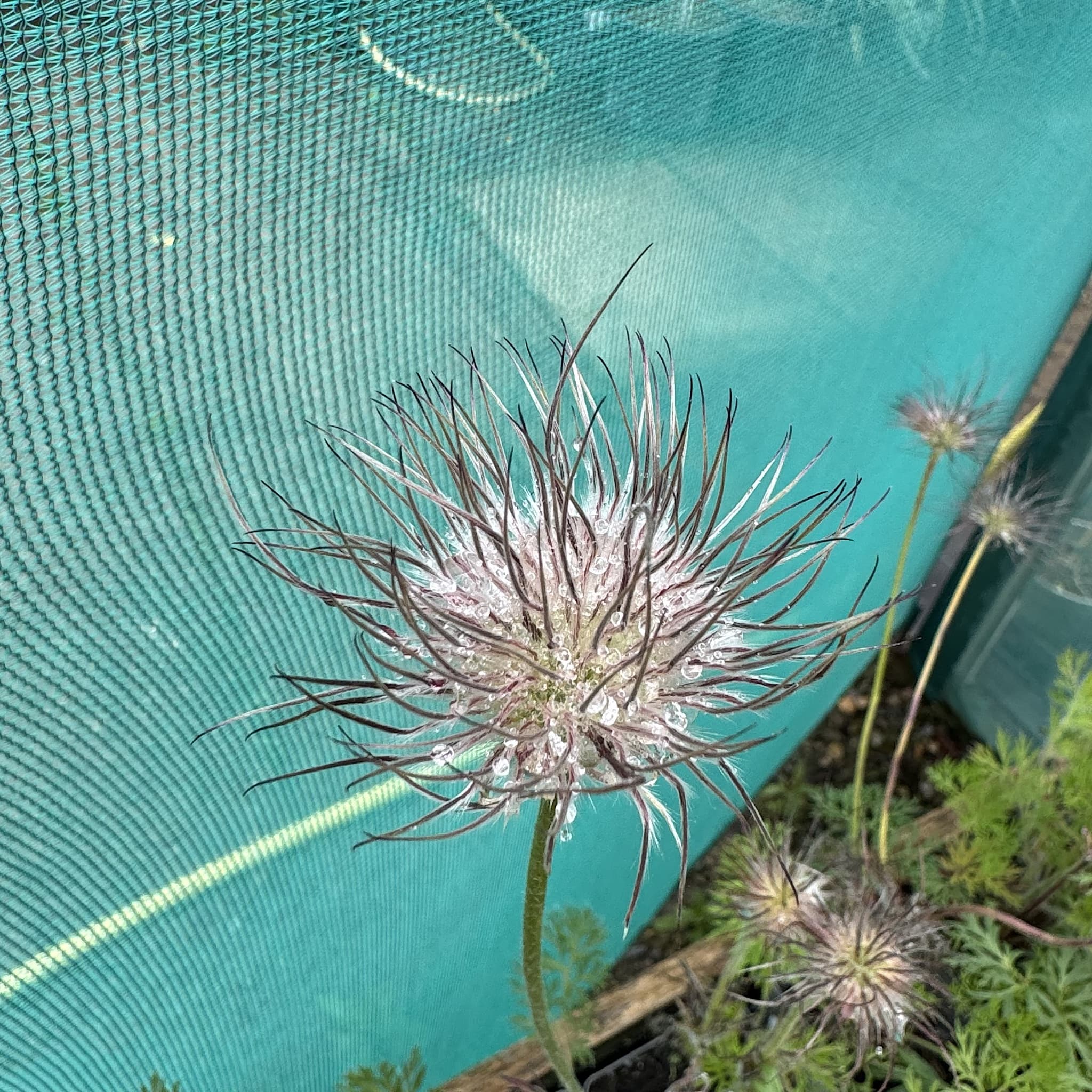 Pulsatilla vulgaris