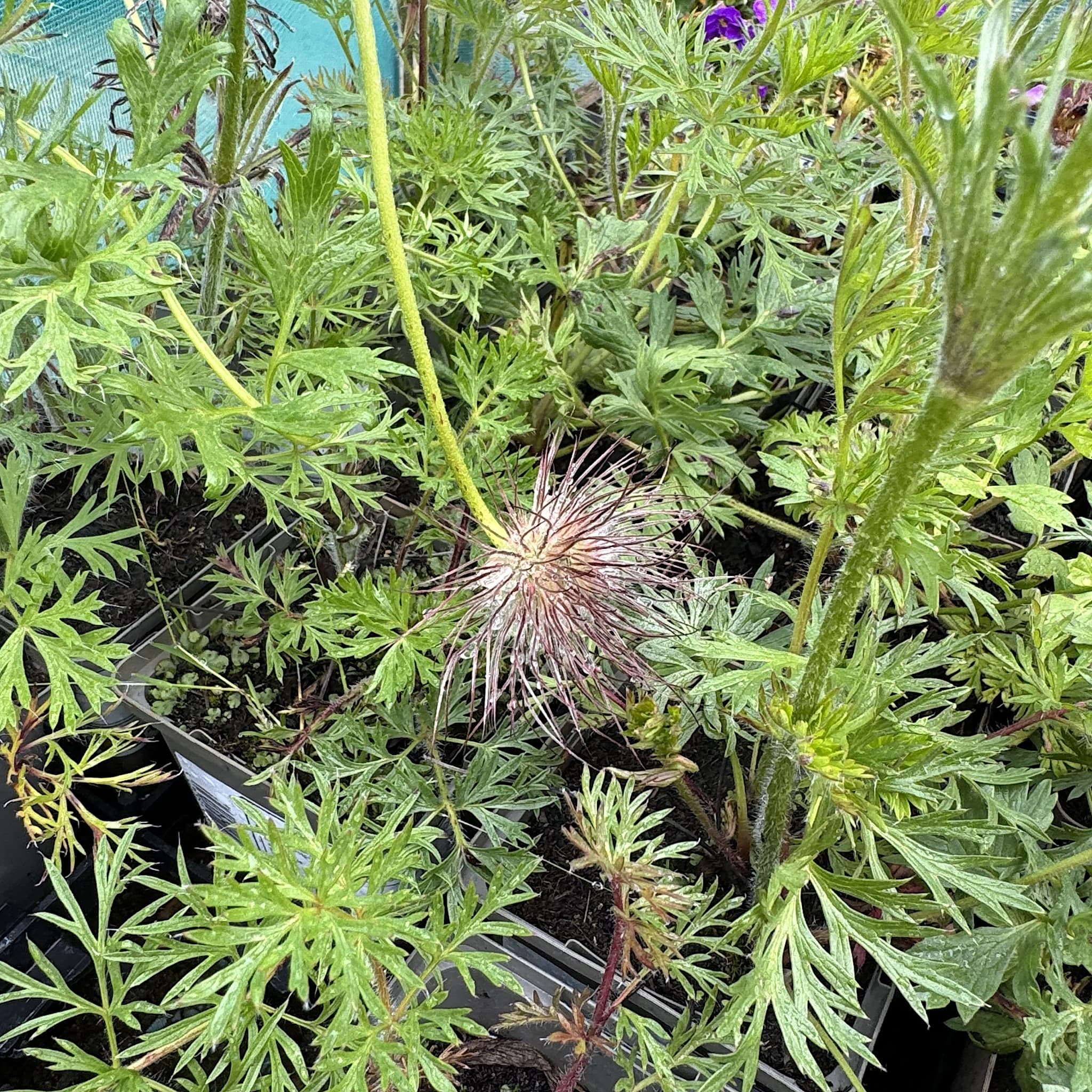 Pulsatilla vulgaris