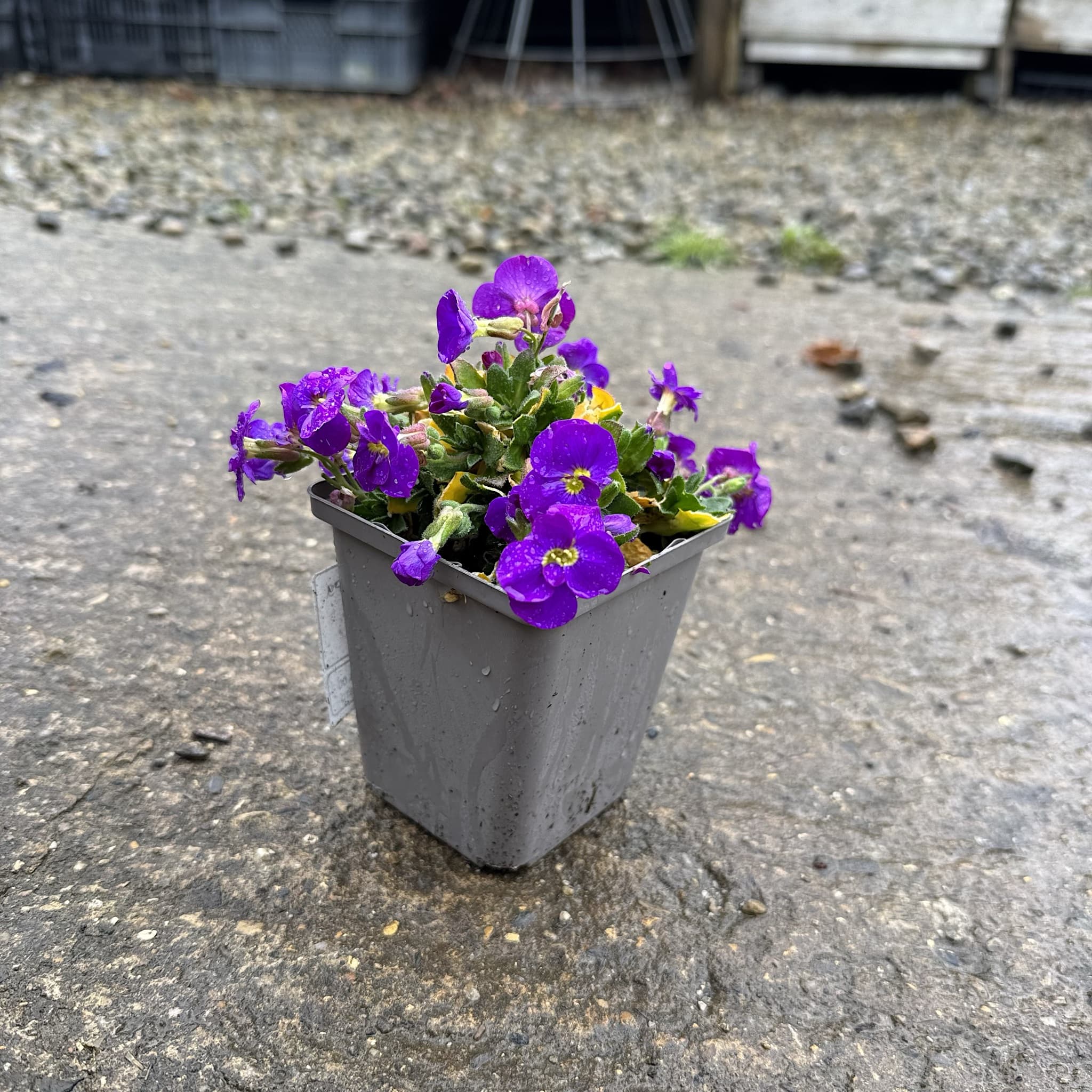 Aubrieta 'Cascade Blue'