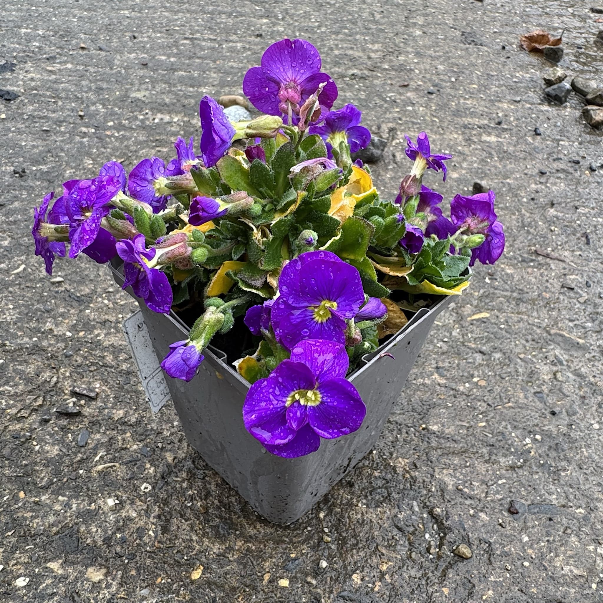 Aubrieta 'Cascade Blue'