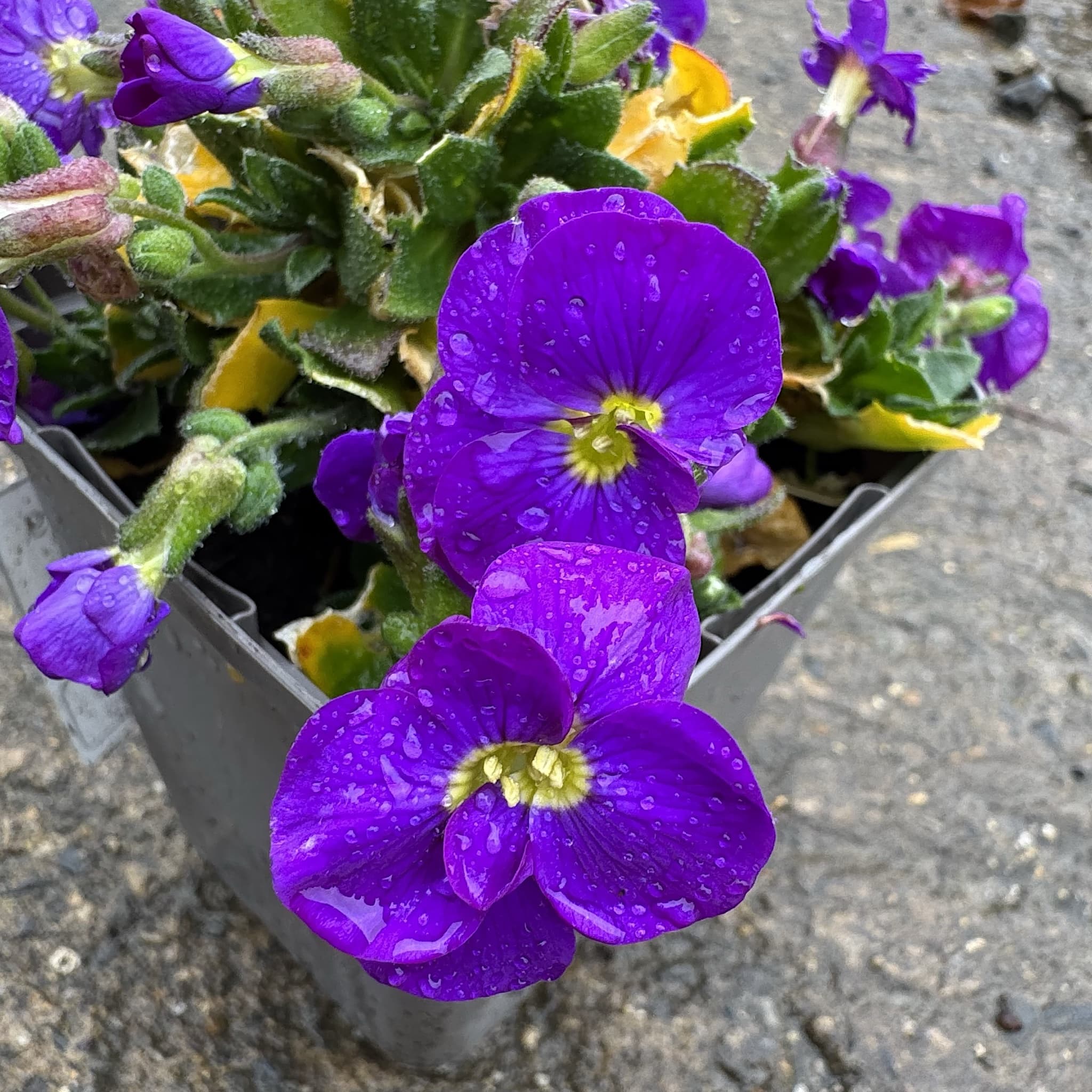 Aubrieta 'Cascade Blue'