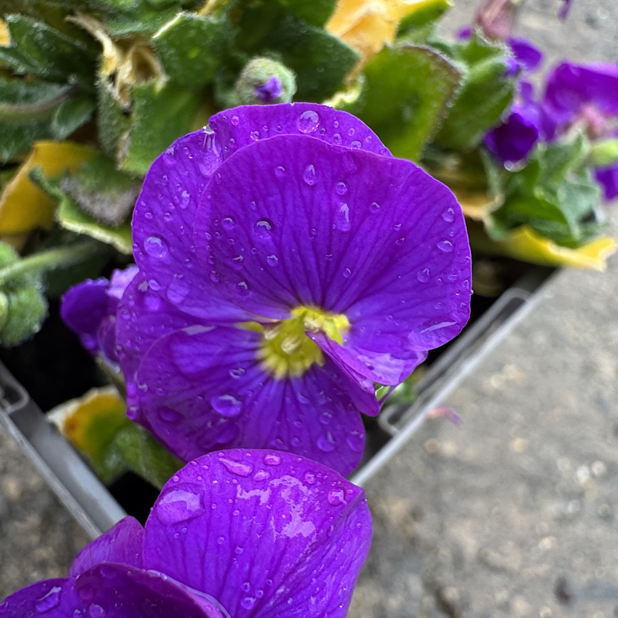 Aubrieta 'Cascade Blue'