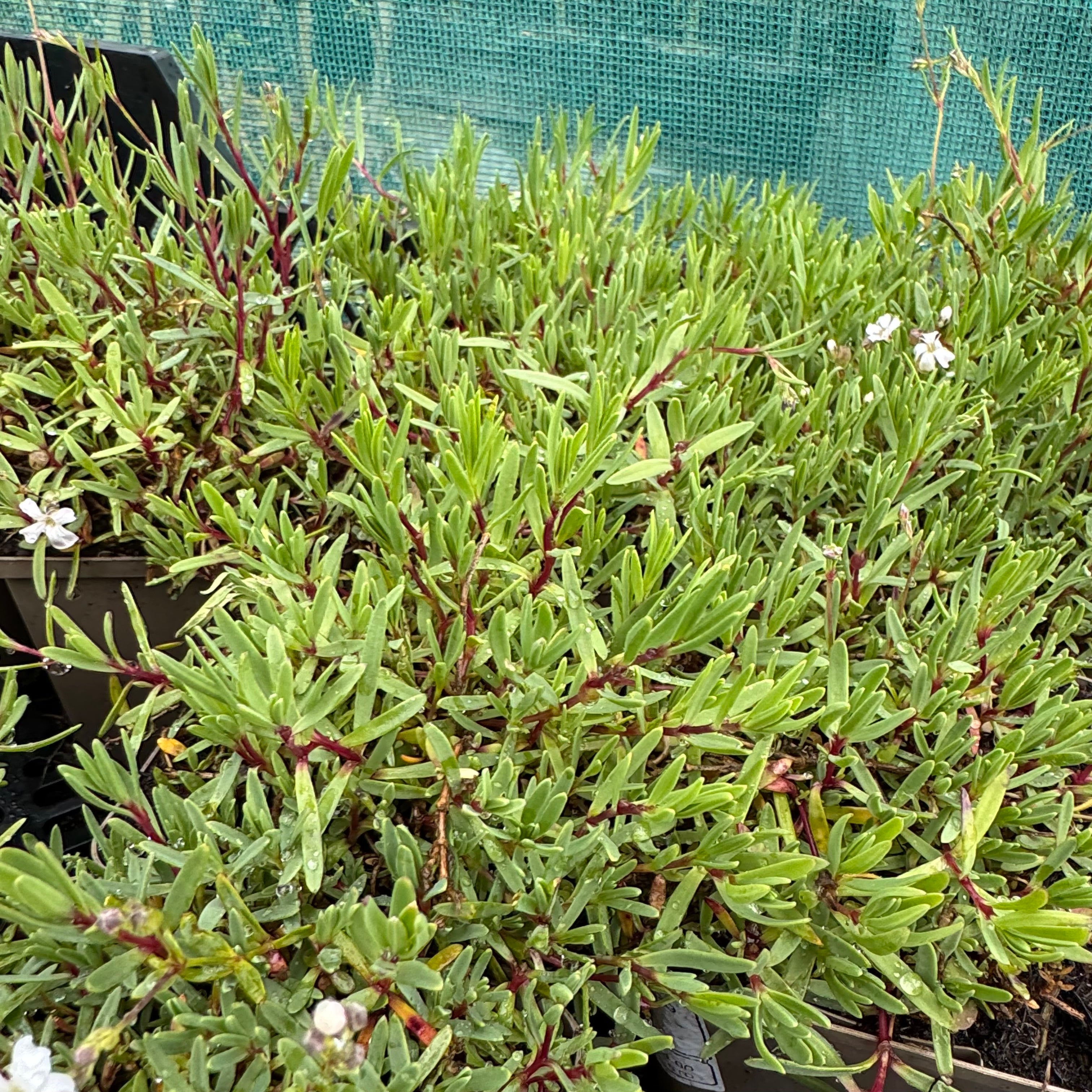 Gypsophila repens 'Alba'