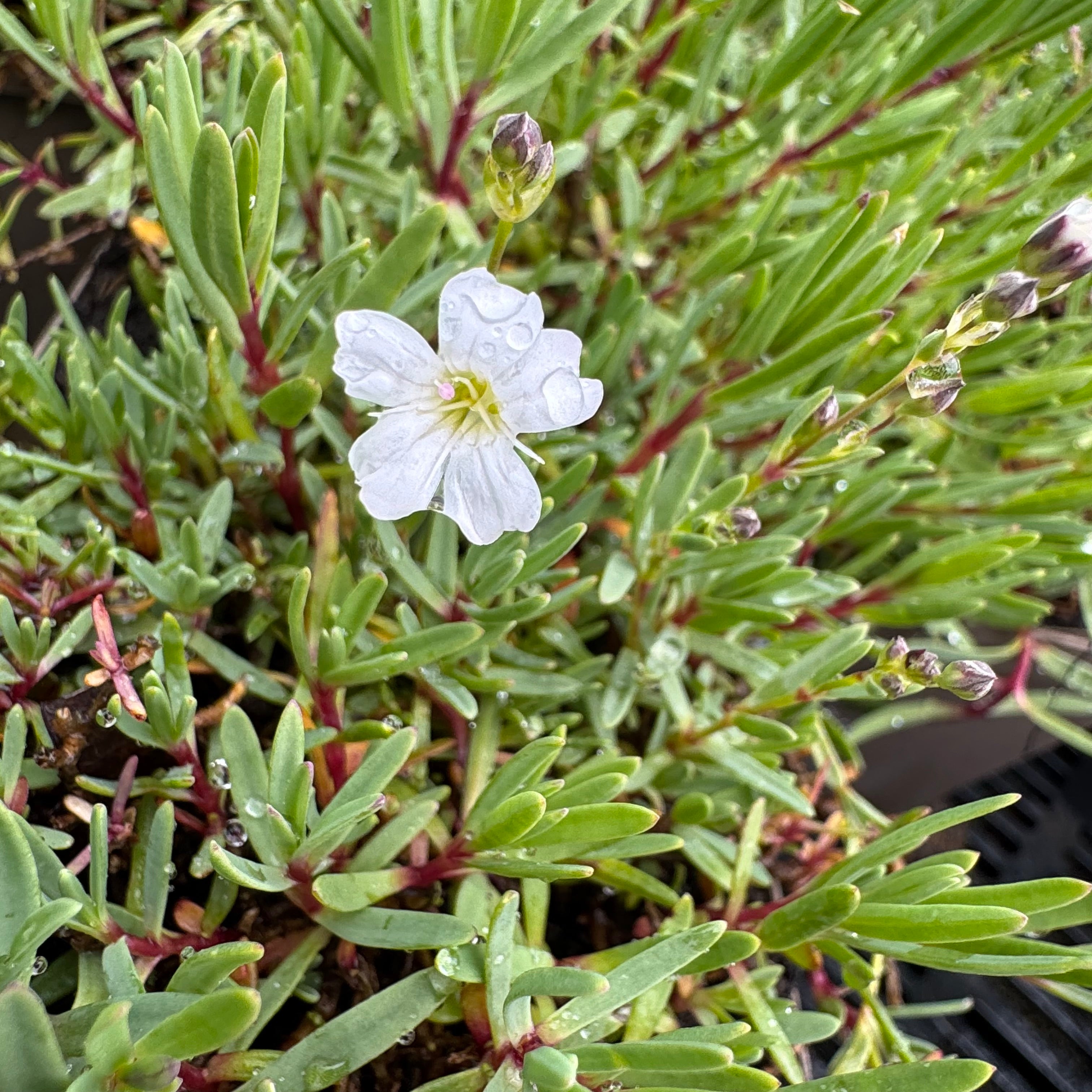 Gypsophila repens 'Alba'