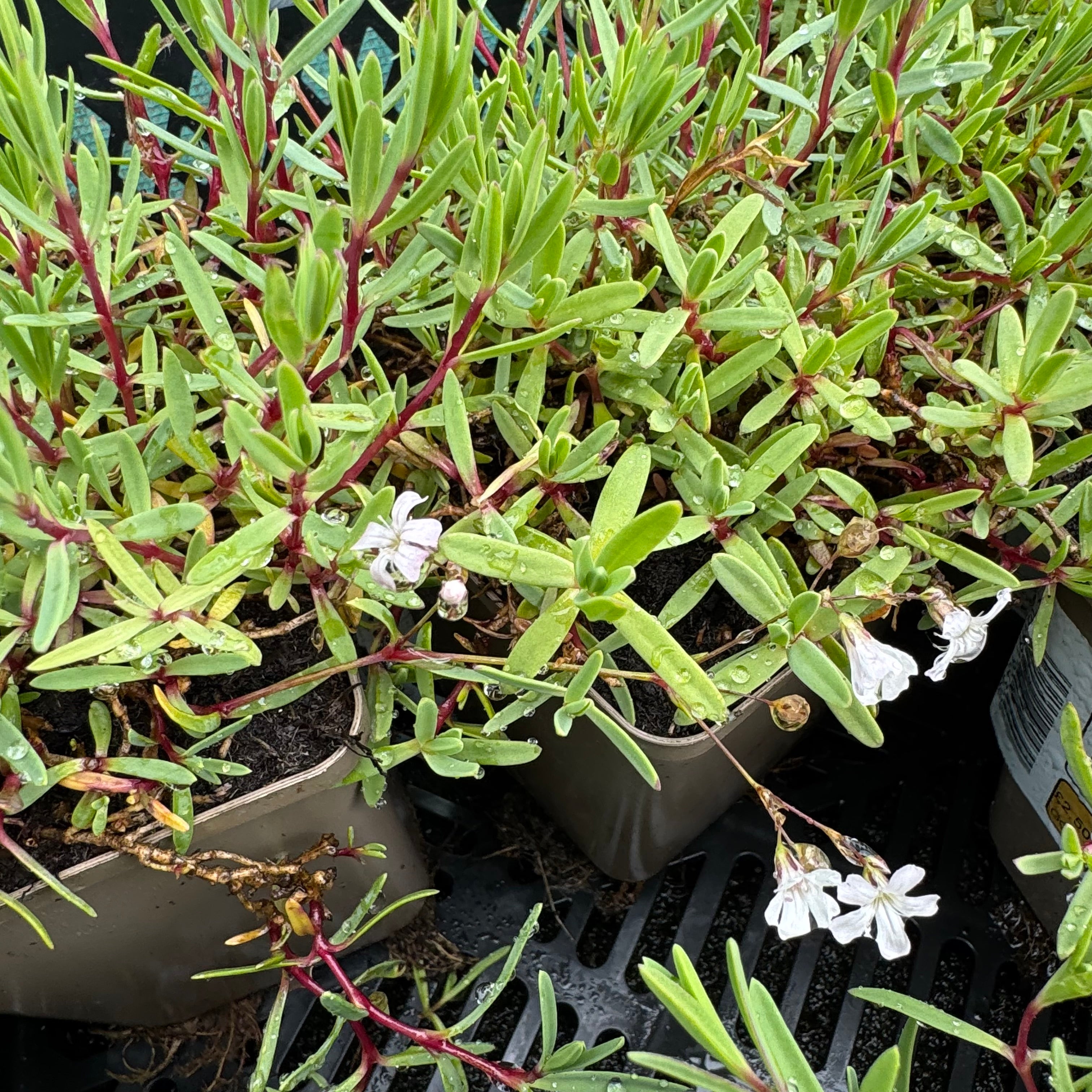 Gypsophila repens 'Alba'