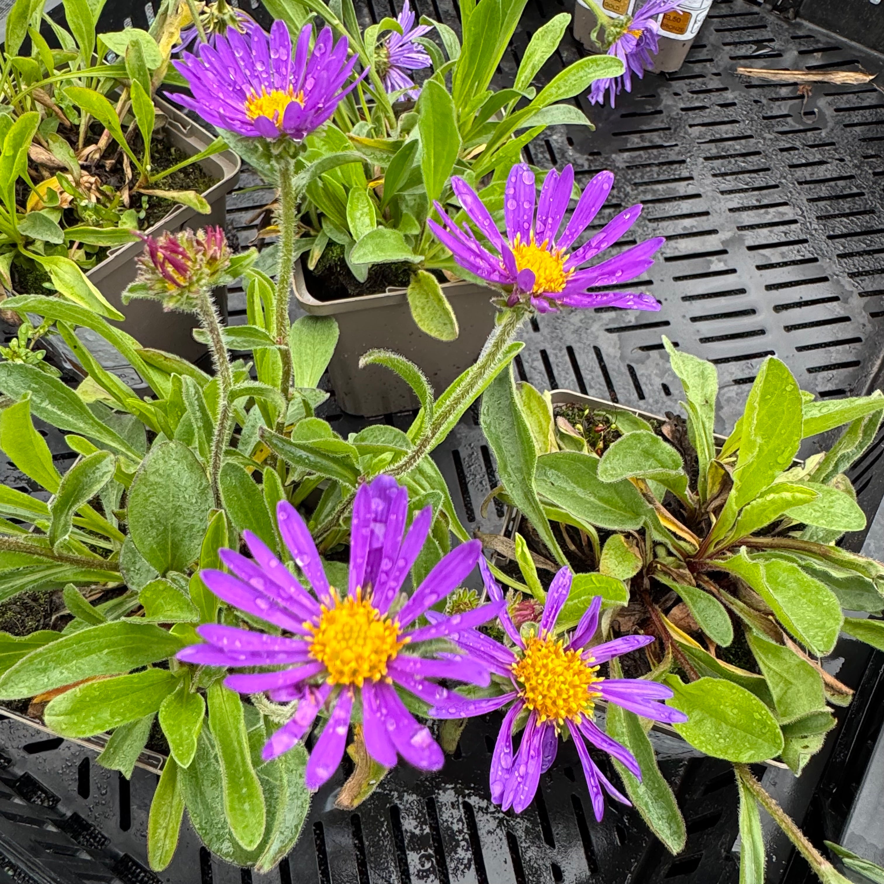 Aster alpinus