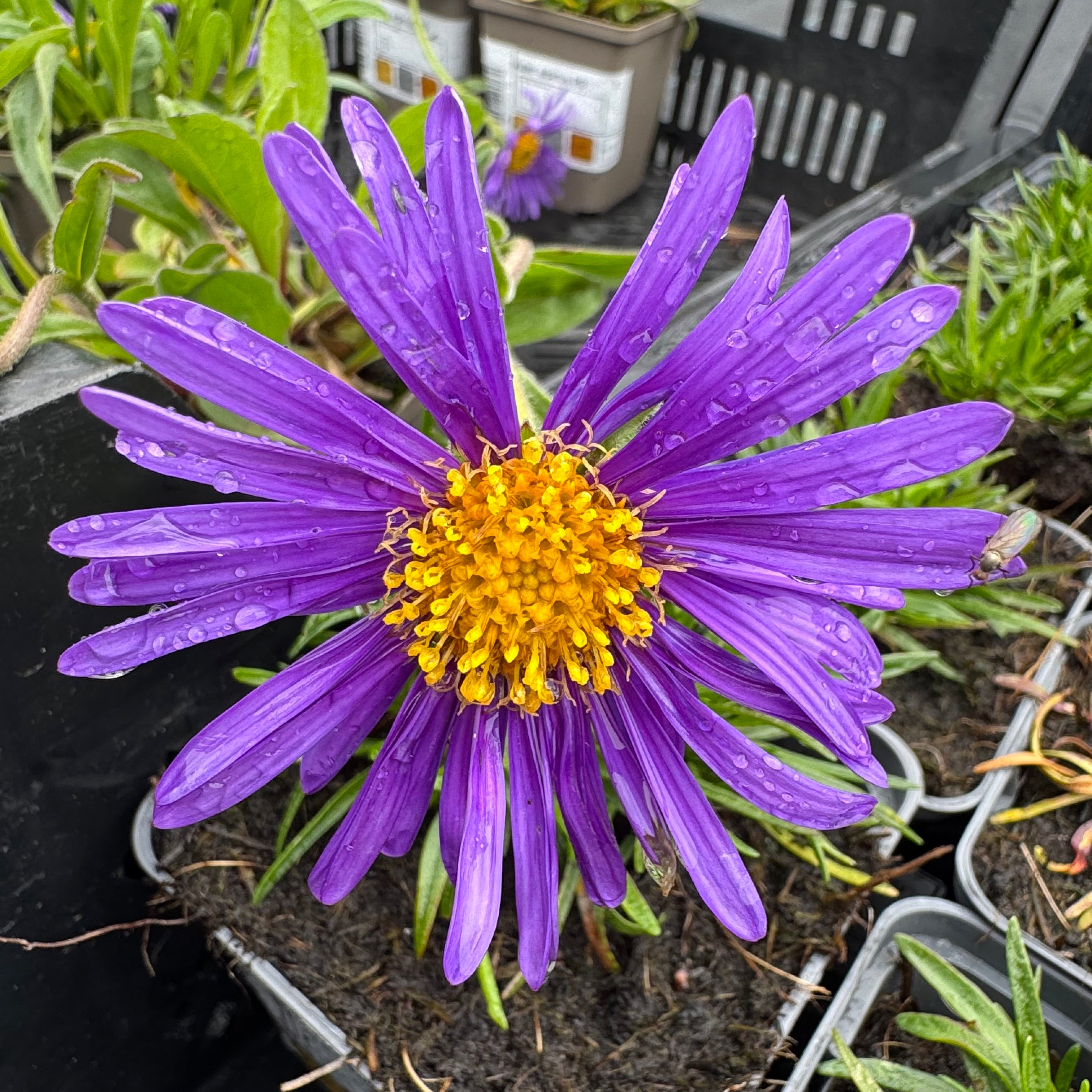 Aster alpinus