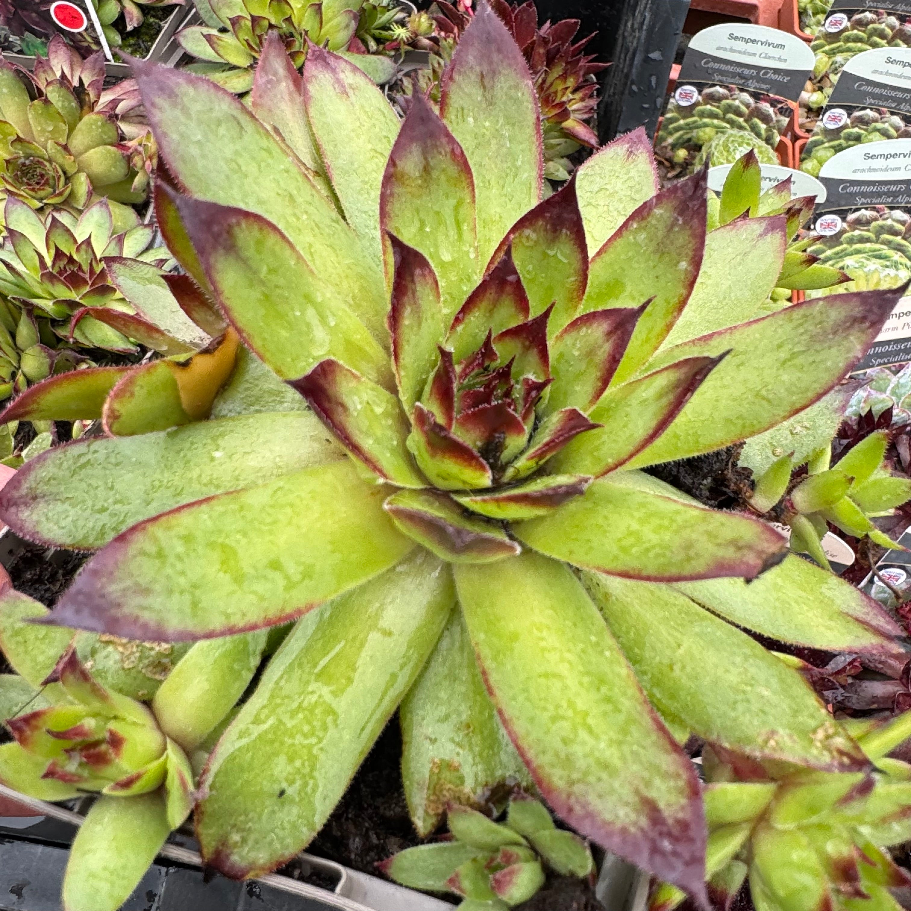 Sempervivum hybrids