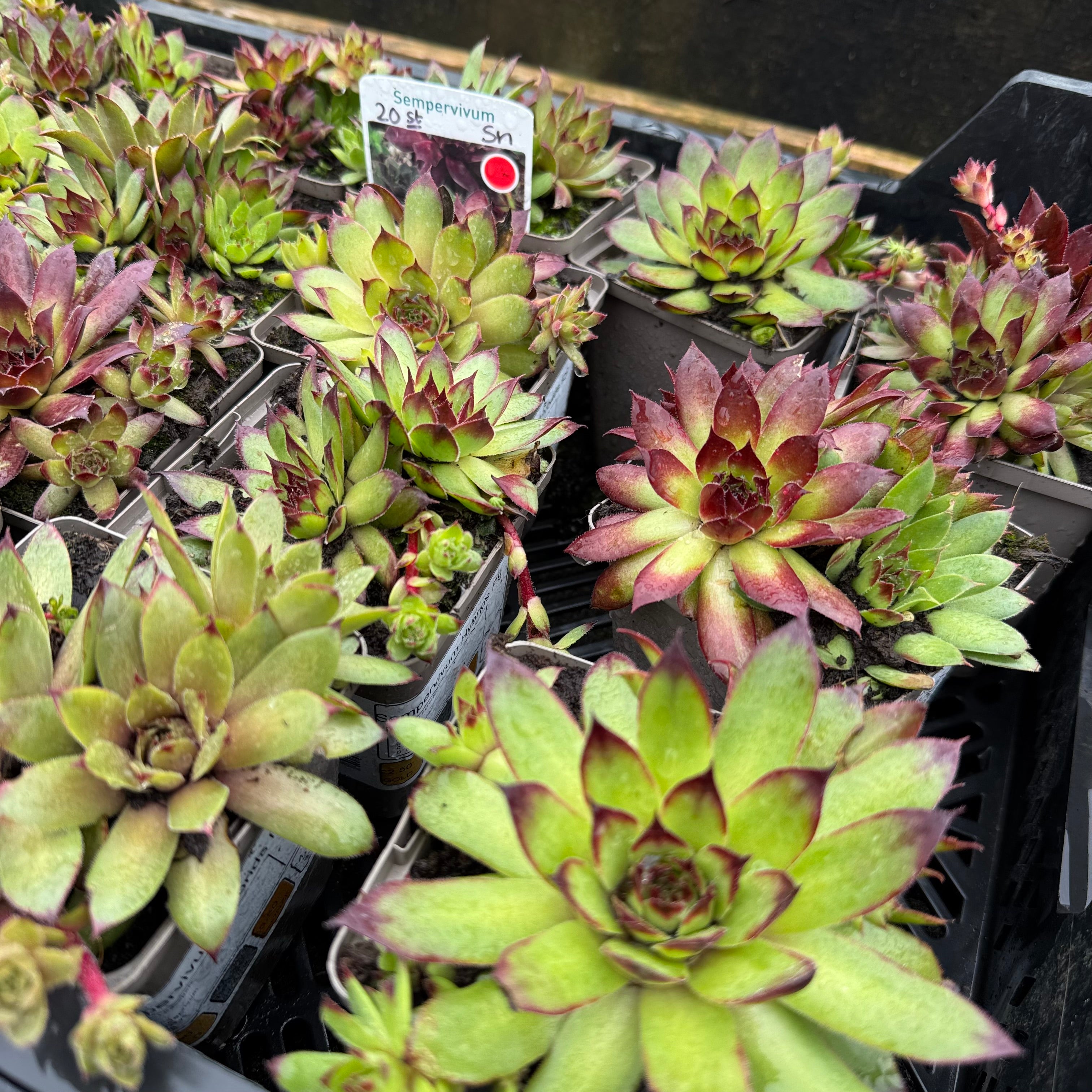 Sempervivum hybrids