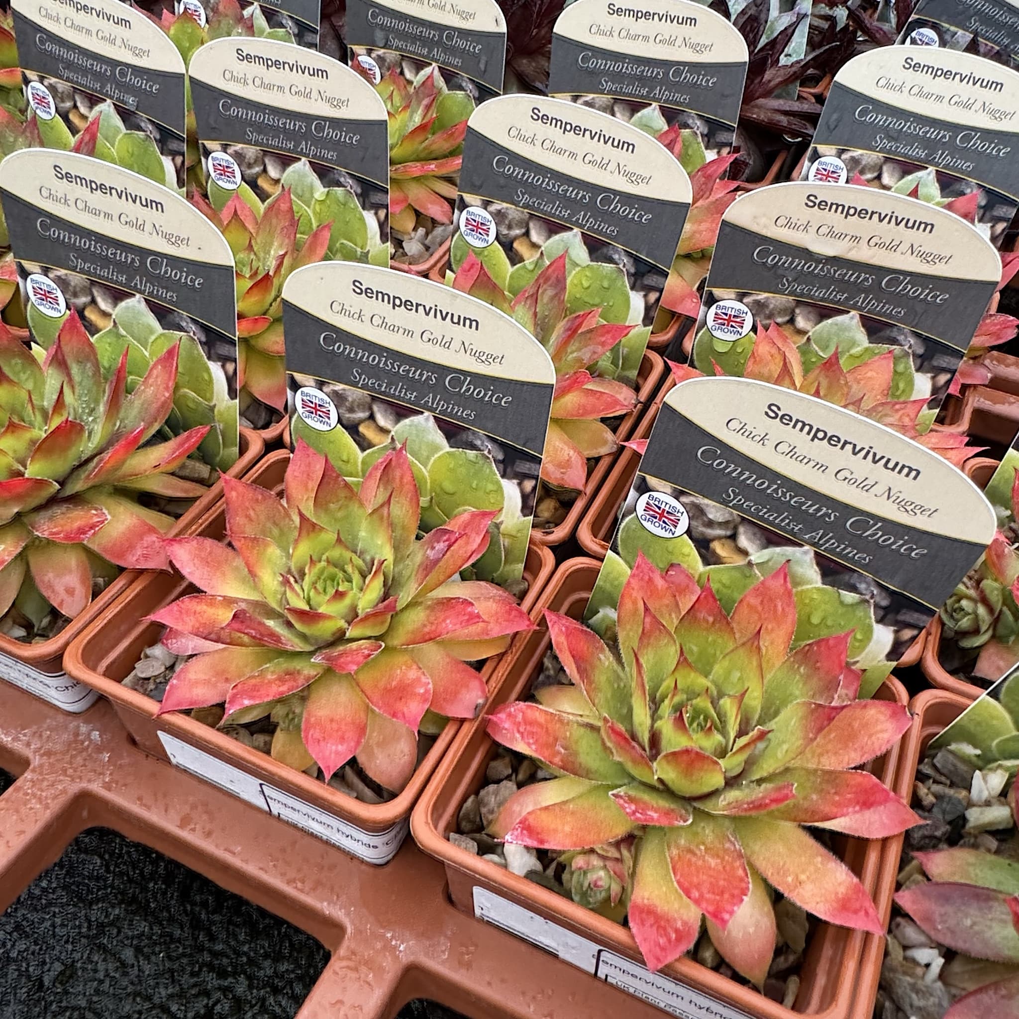Sempervivum hybrids 'Chick Charm Gold Nugget'