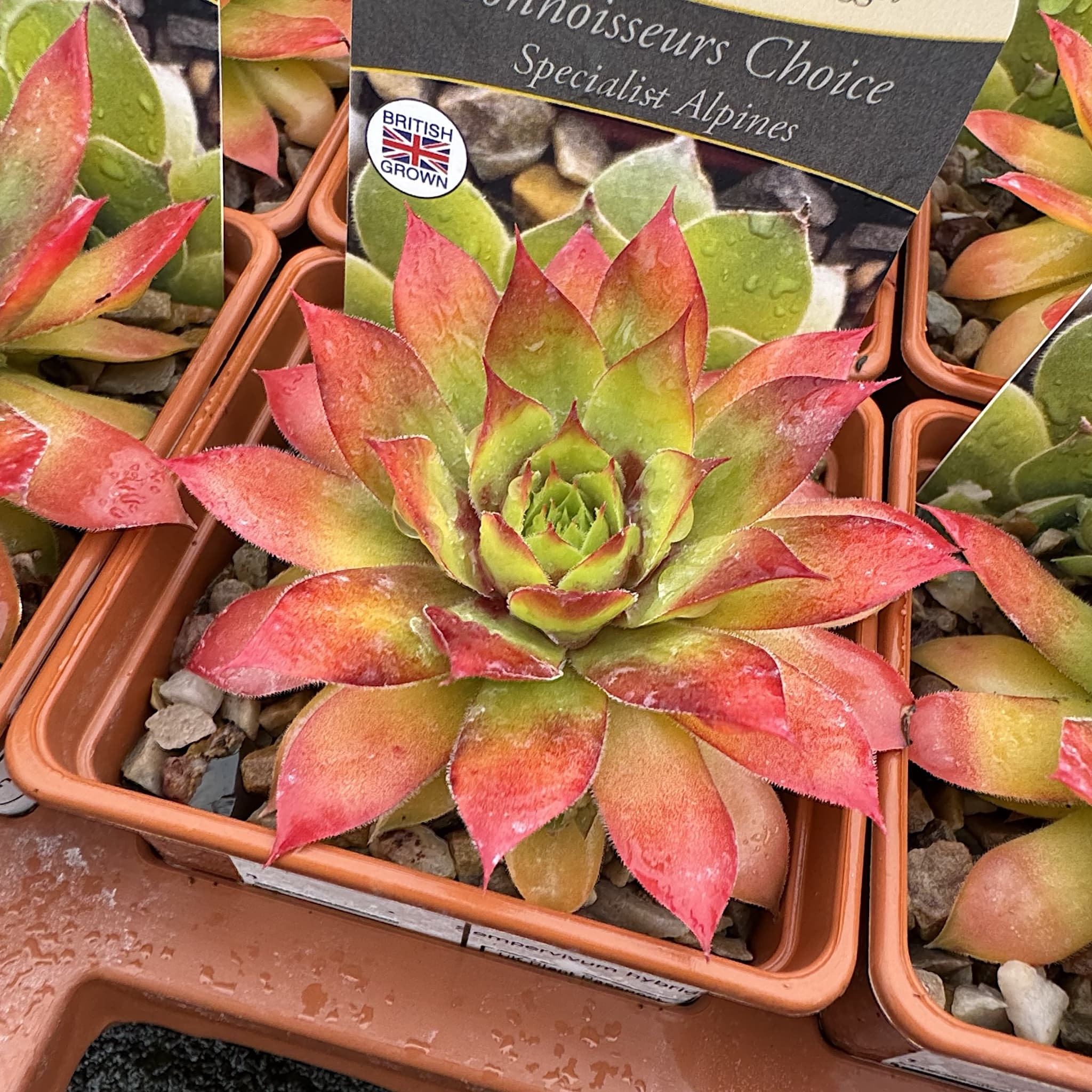 Sempervivum hybrids 'Chick Charm Gold Nugget'