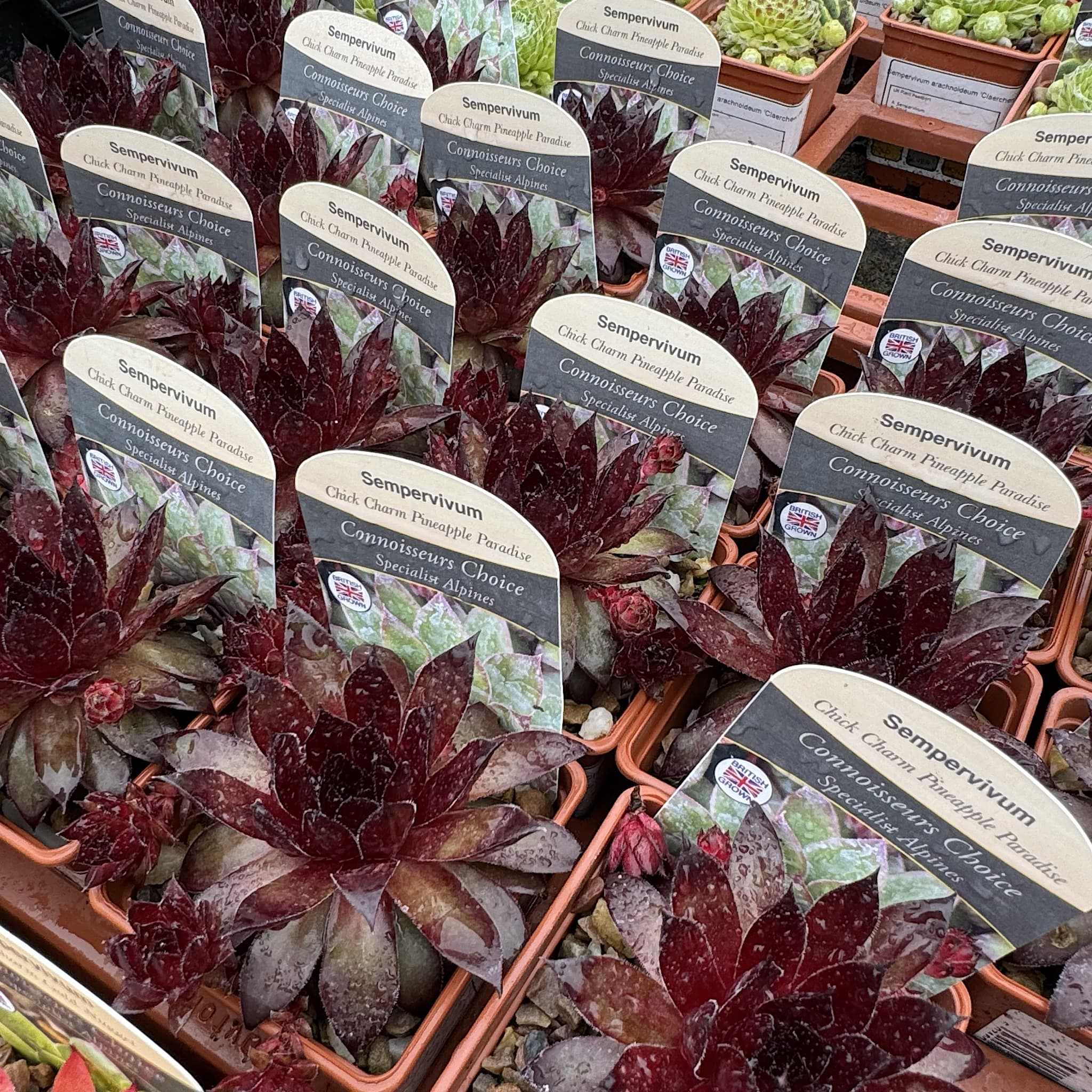 Sempervivum hybrids 'Chick Charm Pineapple Paradise'