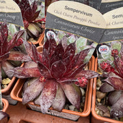 Sempervivum hybrids 'Chick Charm Pineapple Paradise'