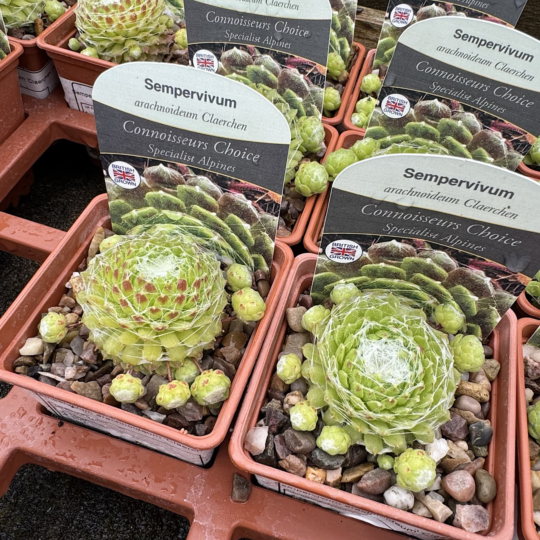 Sempervivum arachnoideum 'Claerchens'