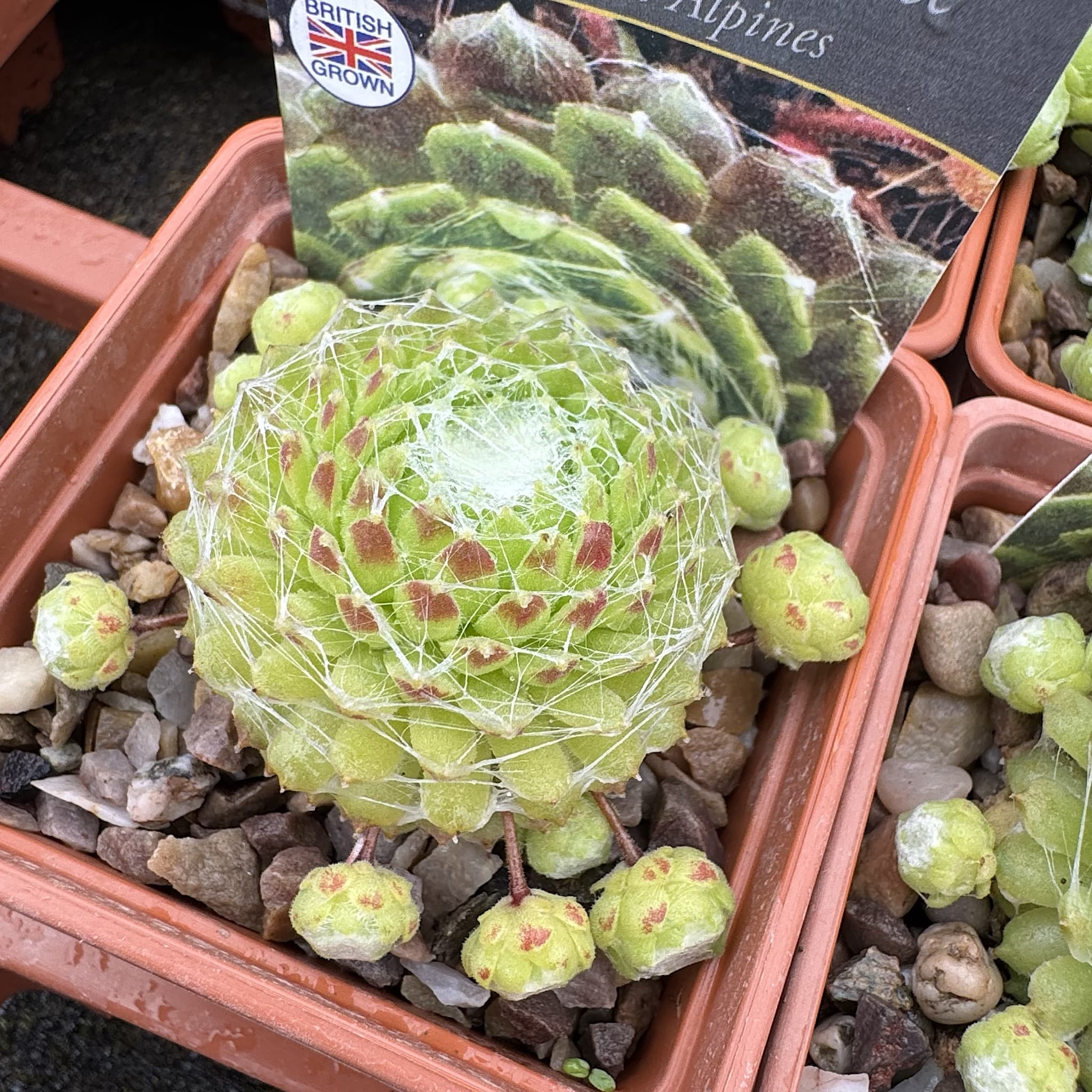 Sempervivum arachnoideum 'Claerchens'
