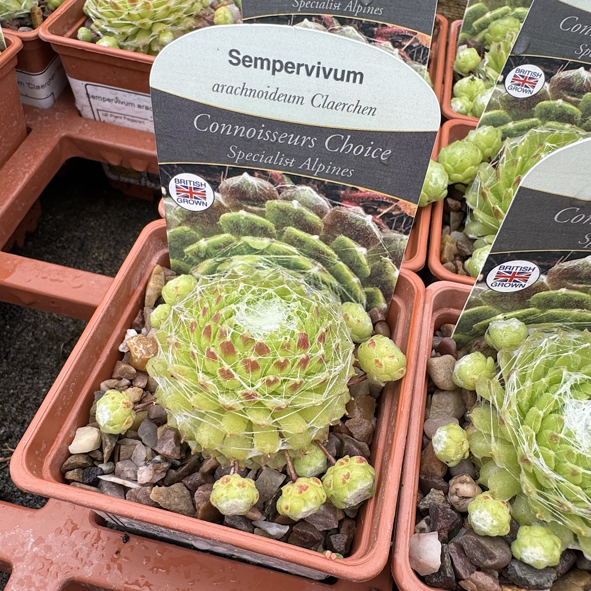 Sempervivum arachnoideum 'Claerchens'