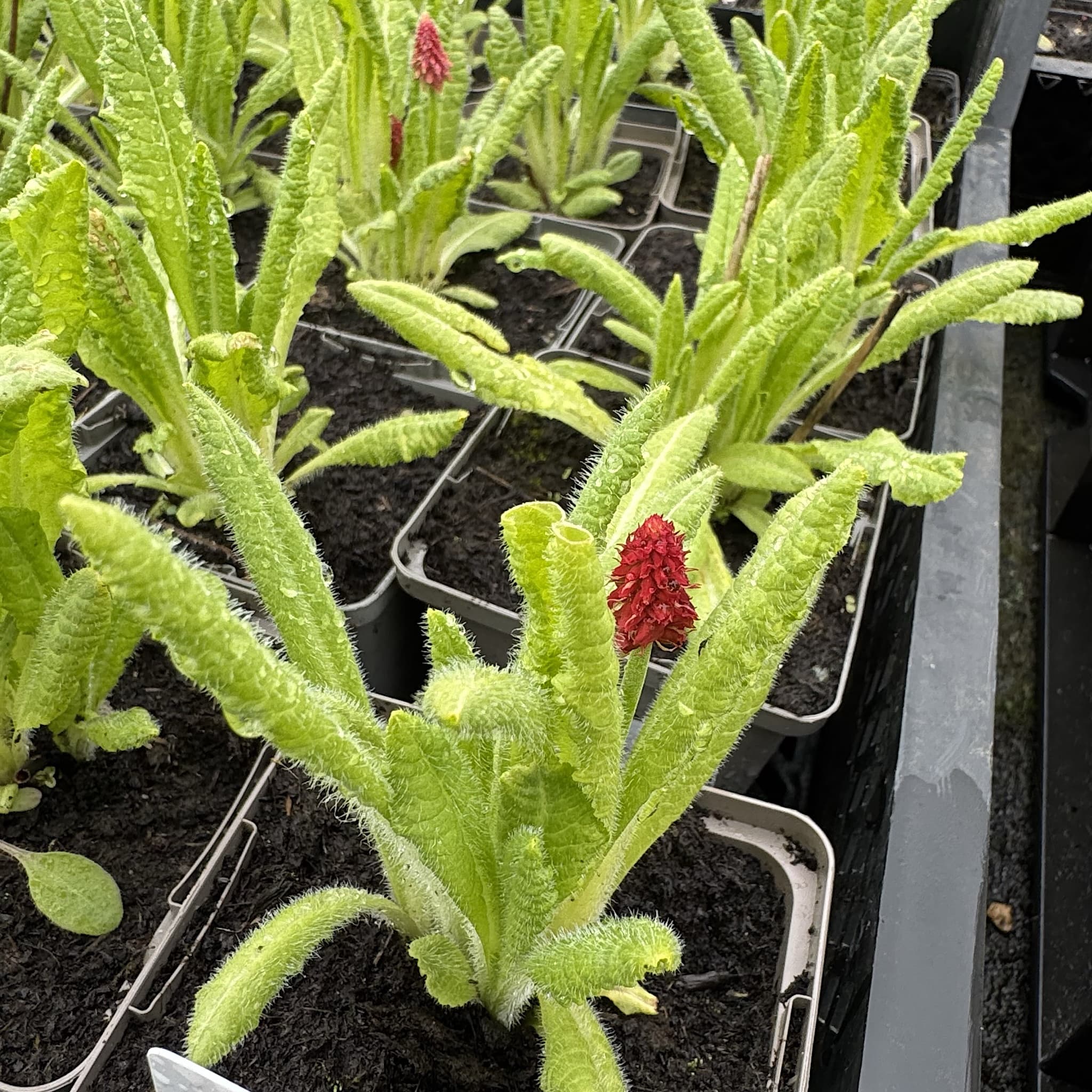 Primula vialii