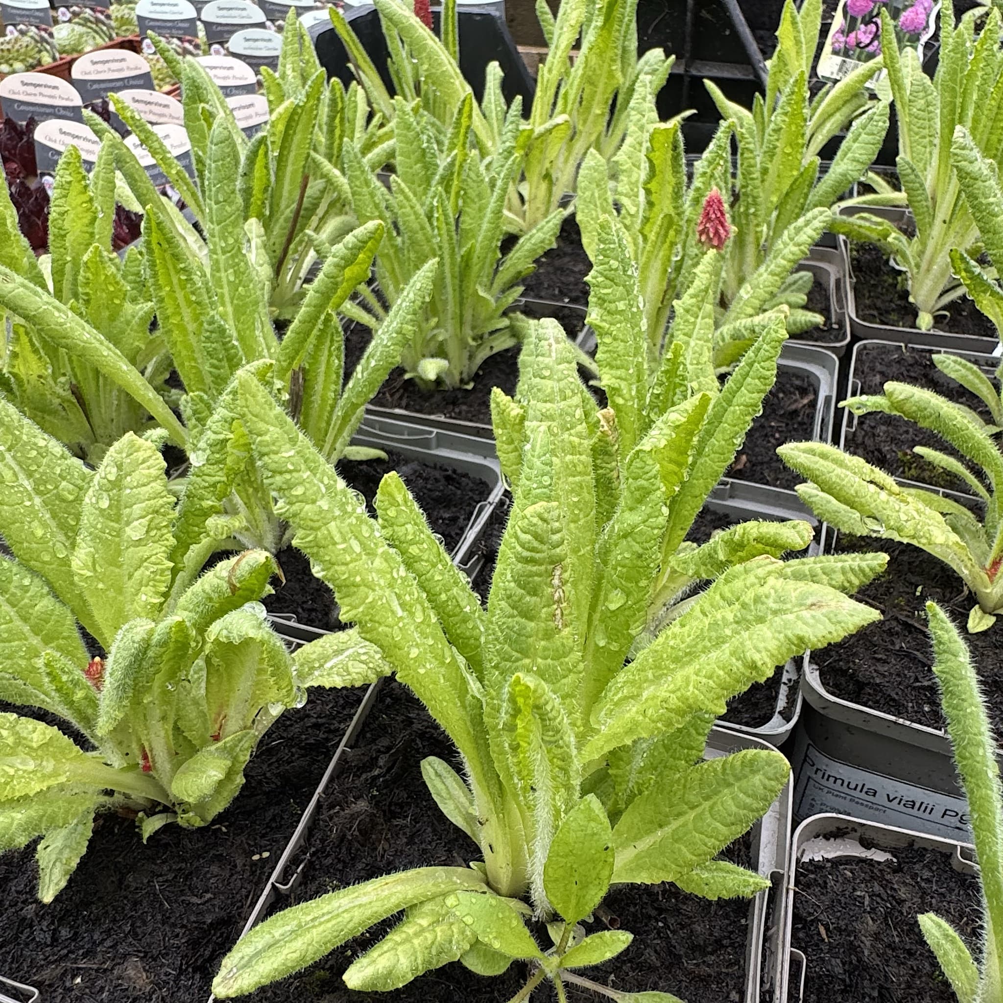 Primula vialii