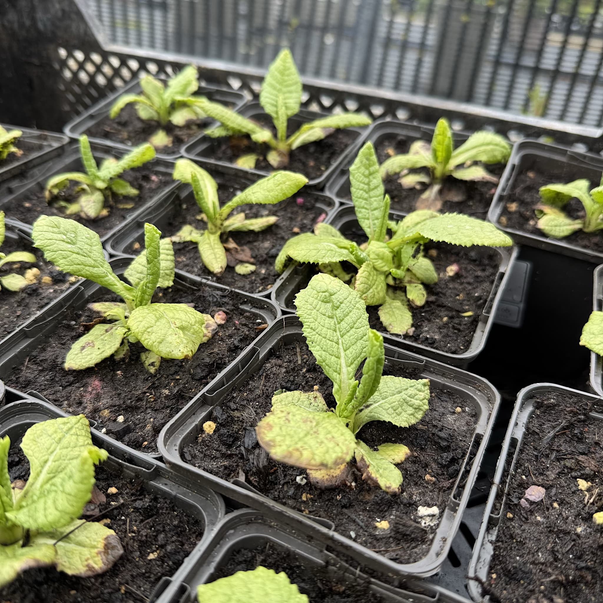 Primula veris
