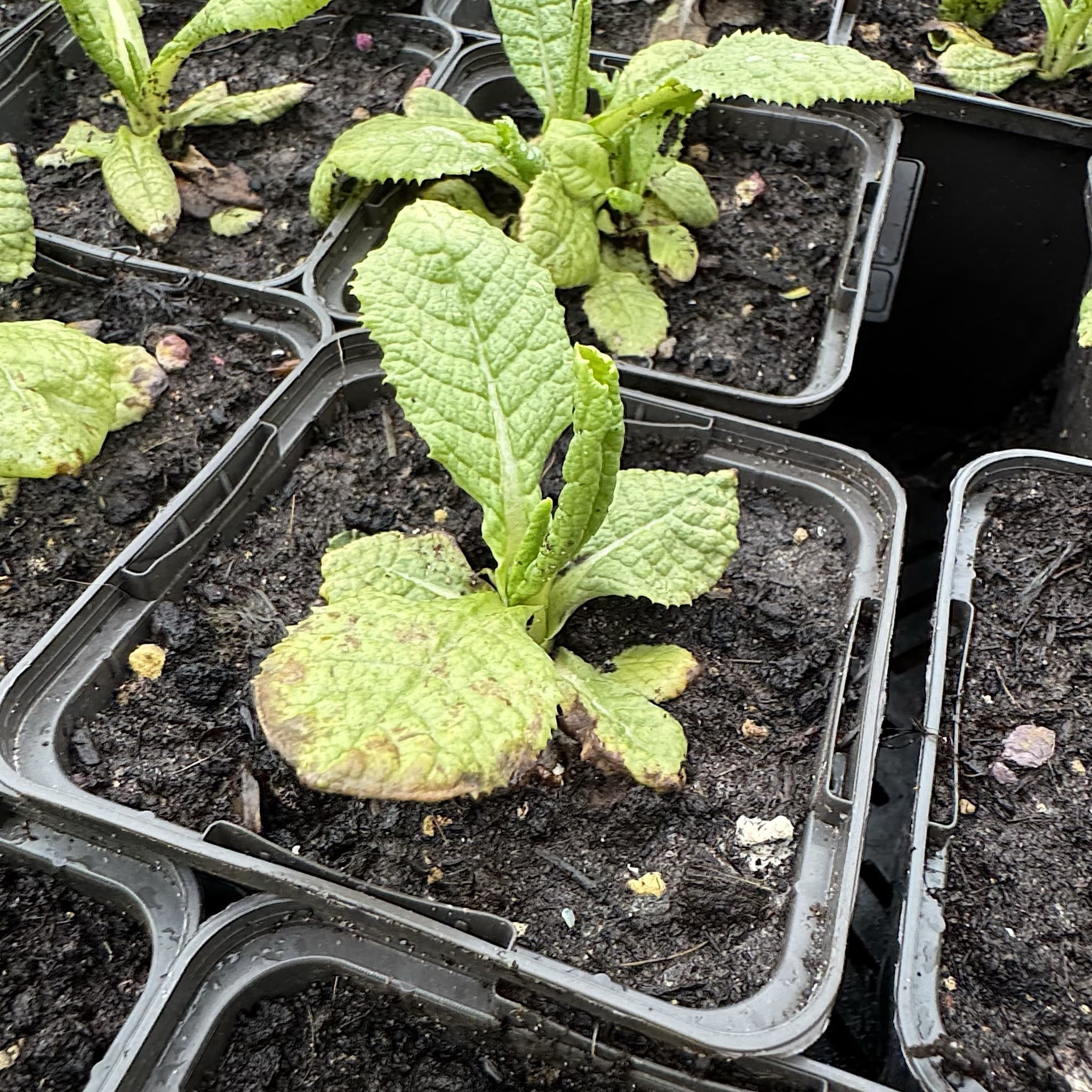 Primula veris