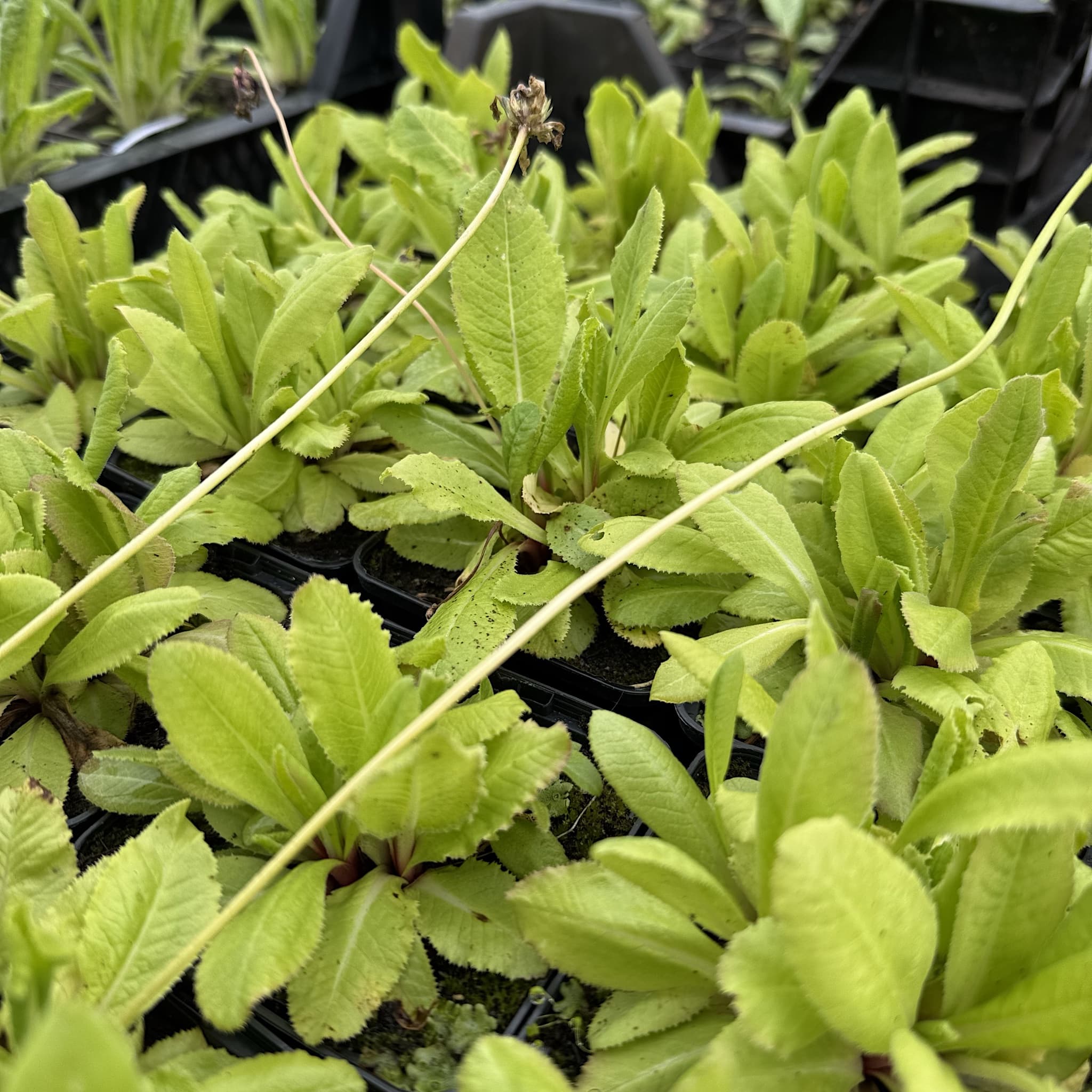 Primula denticulata 'Lilac'