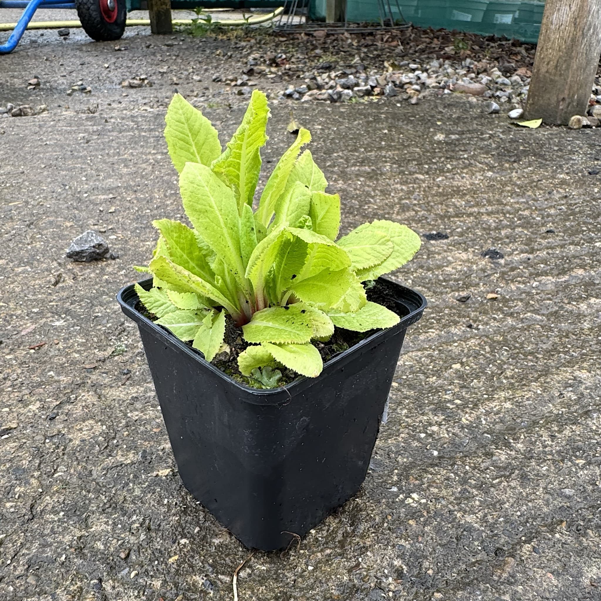 Primula denticulata 'Lilac'