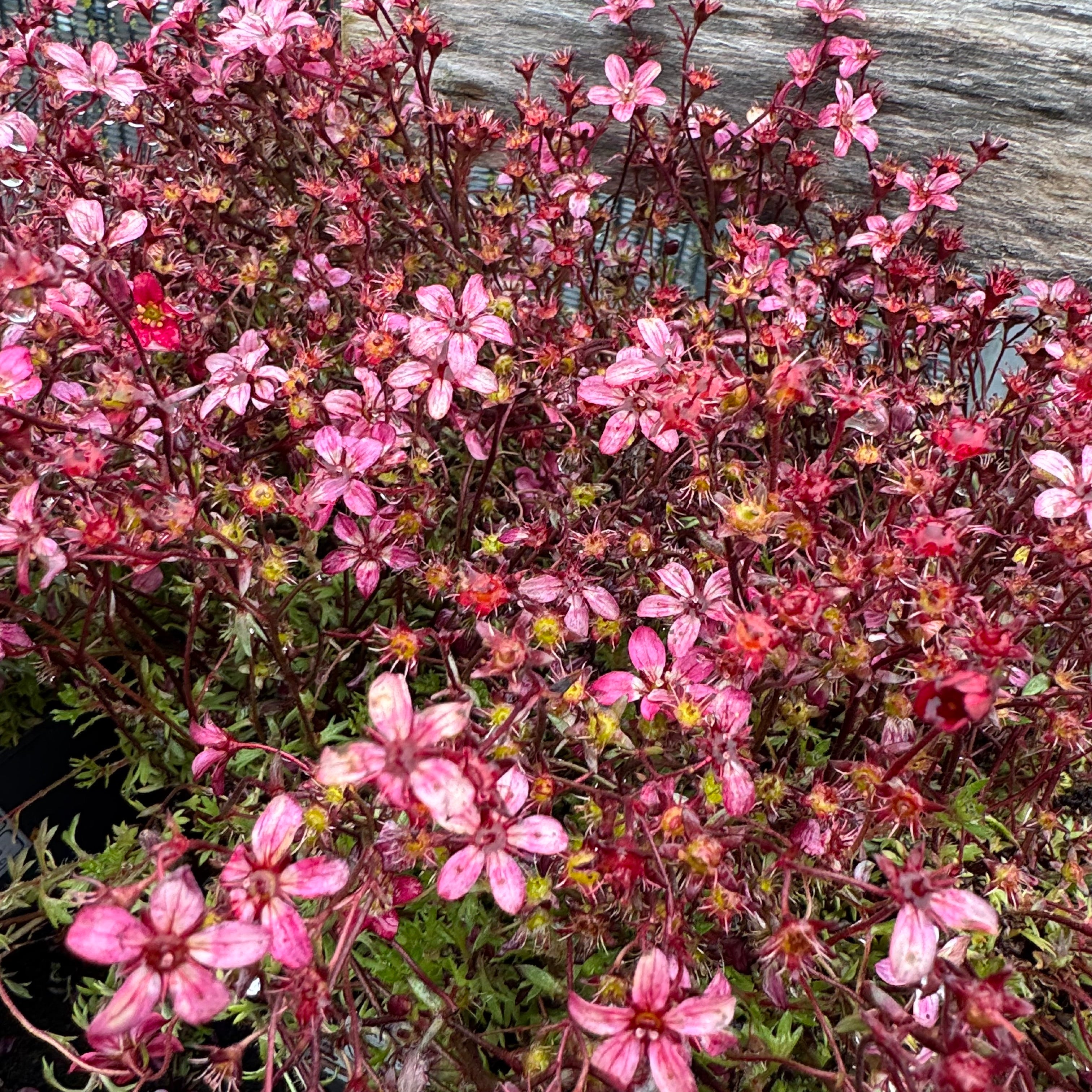 Saxifraga 'Red Pixie'