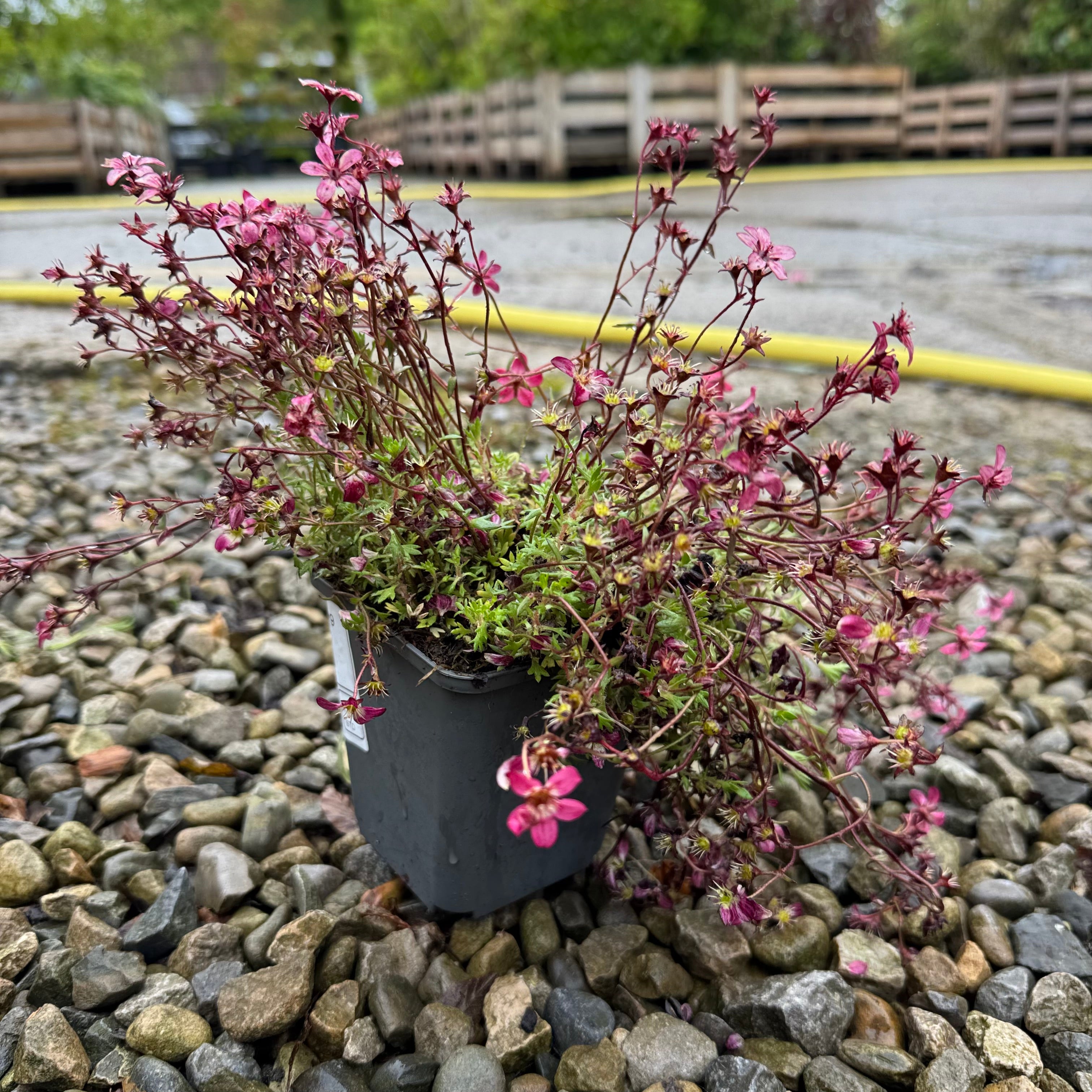 Saxifraga 'Red Pixie'