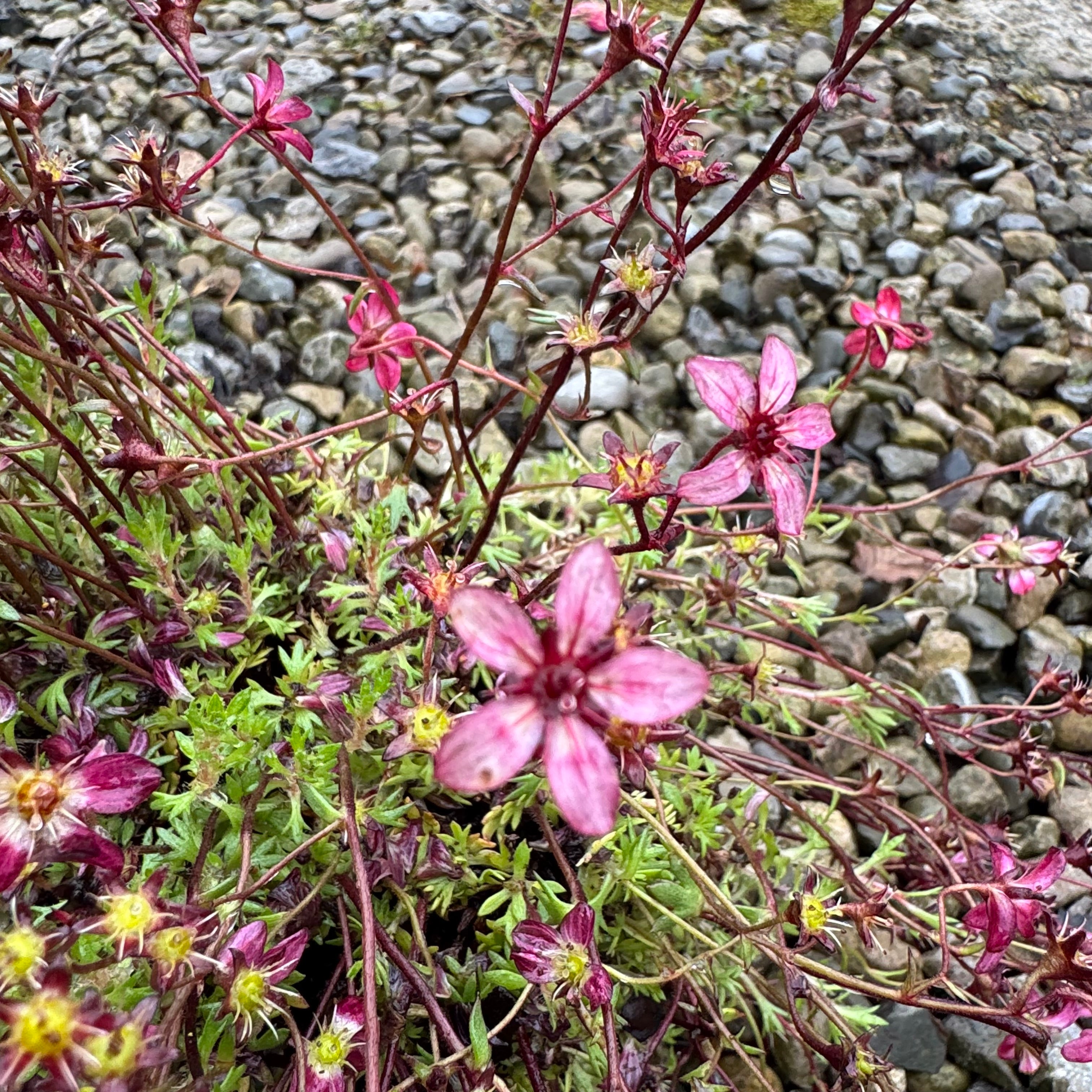 Saxifraga 'Red Pixie'